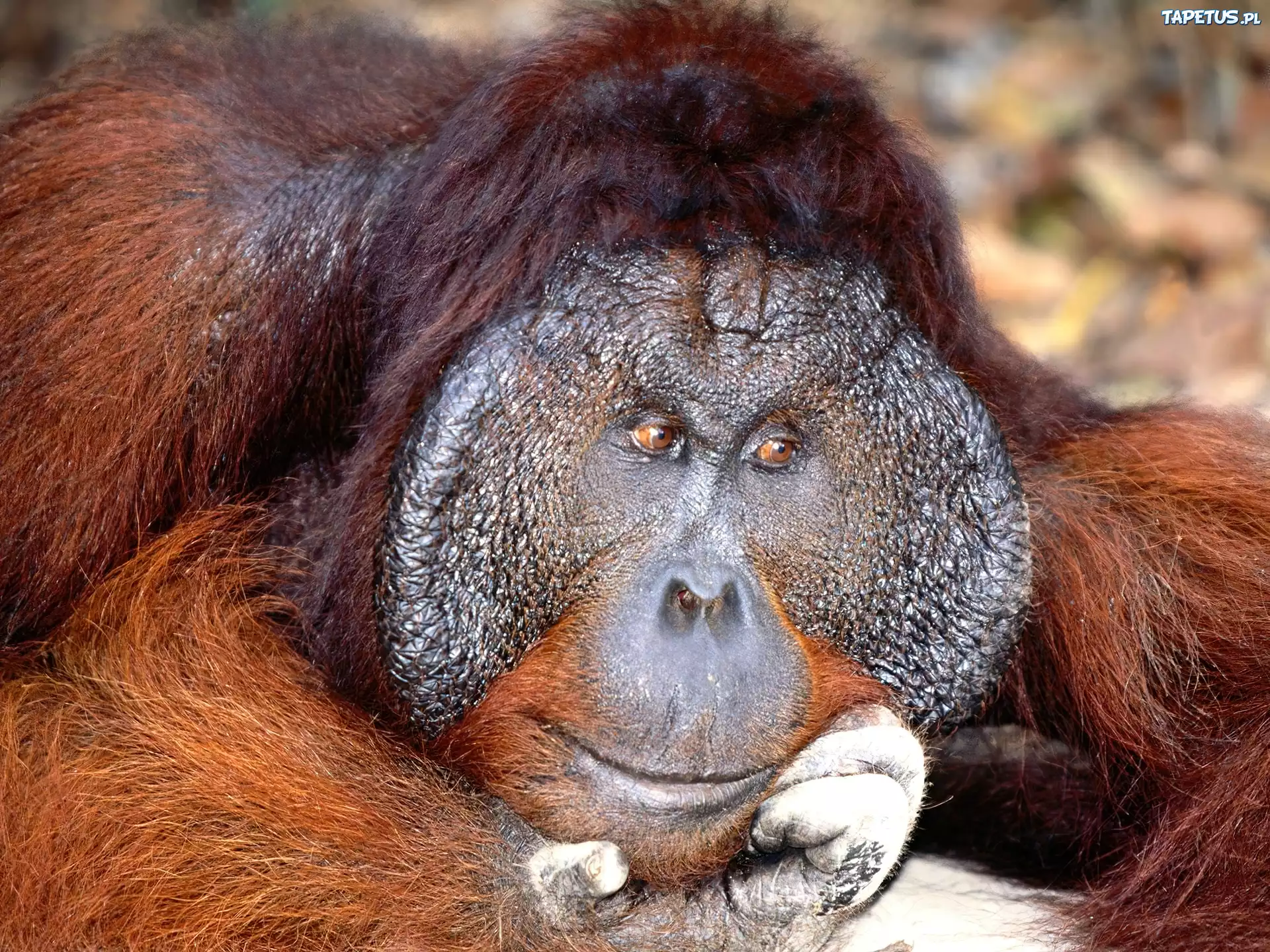 Małpa, orangutan