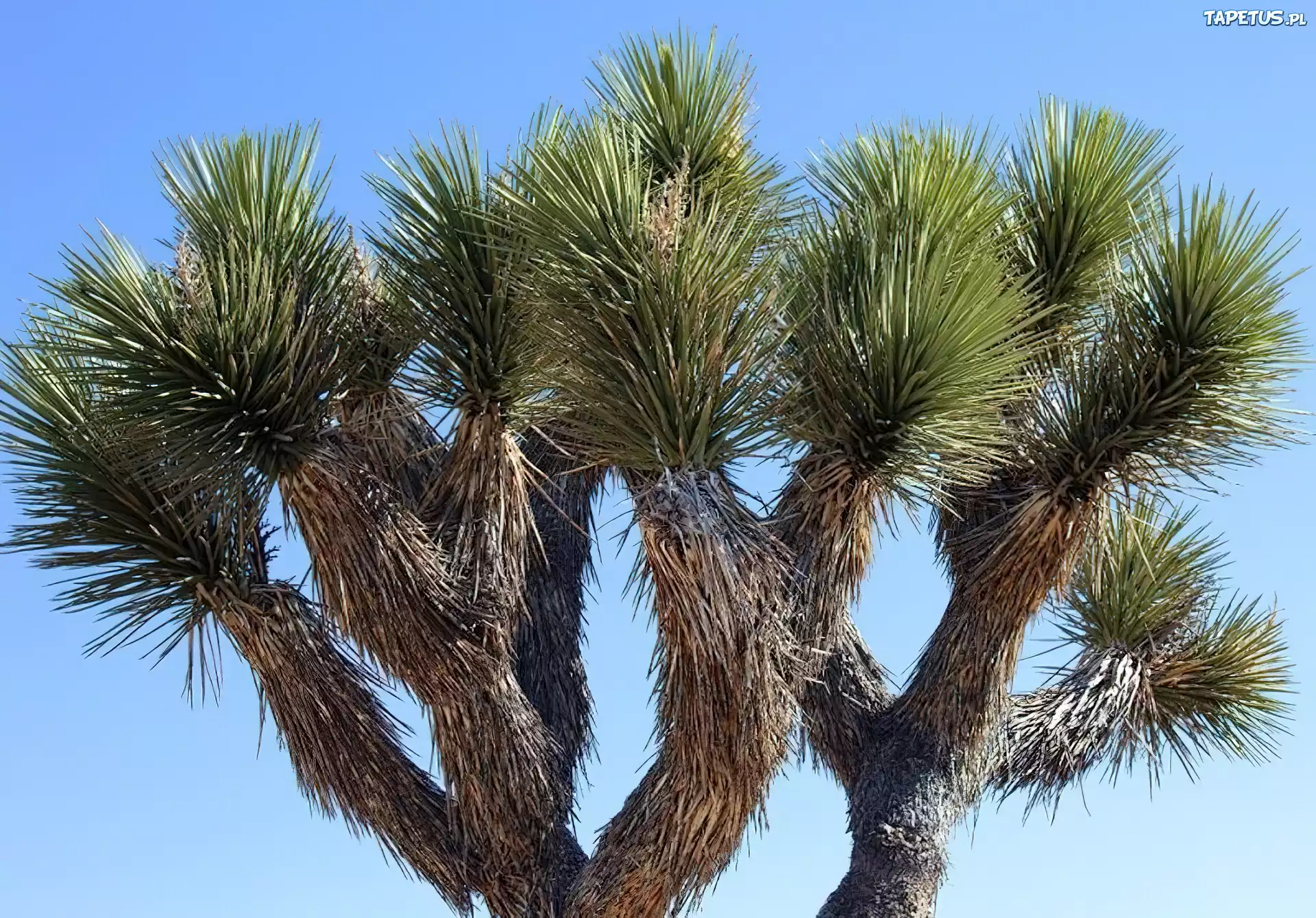 Joshua Tree, National Park