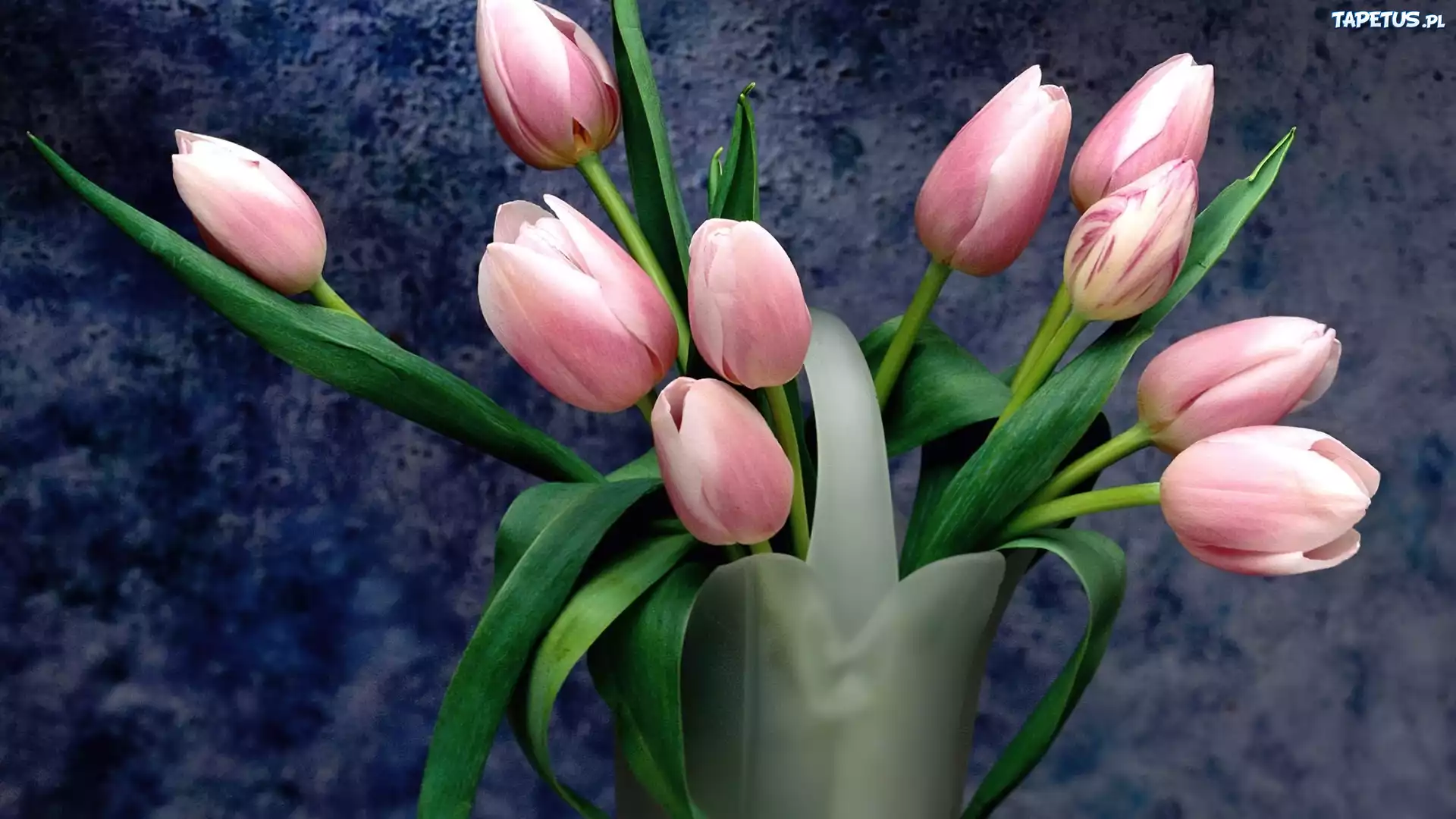 Wazon, Różowe, Tulipany