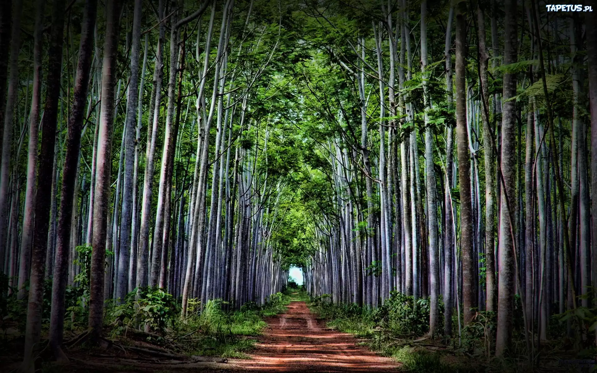 Las, Ścieżka