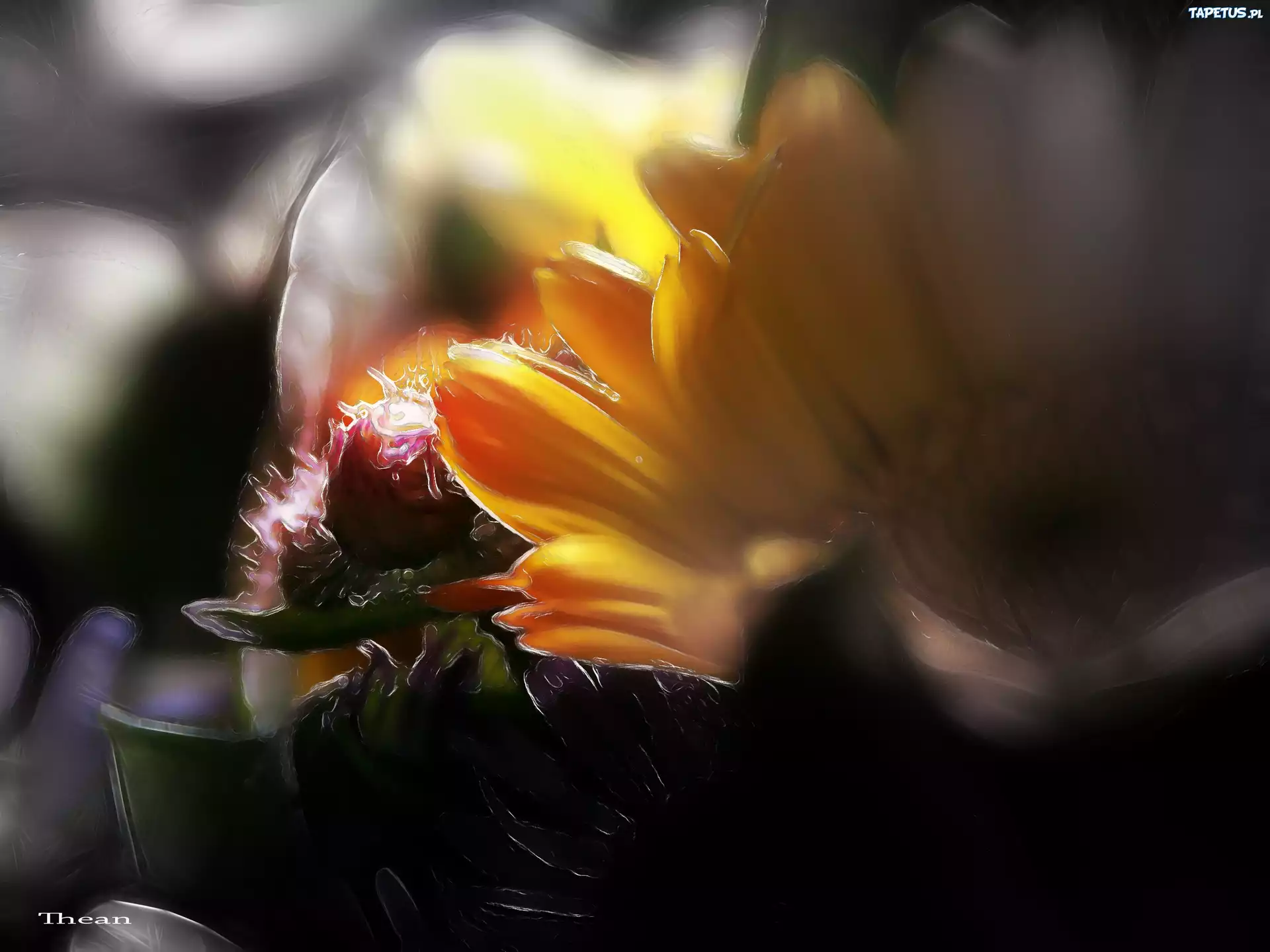 Kwiaty, Polne, Fractalius