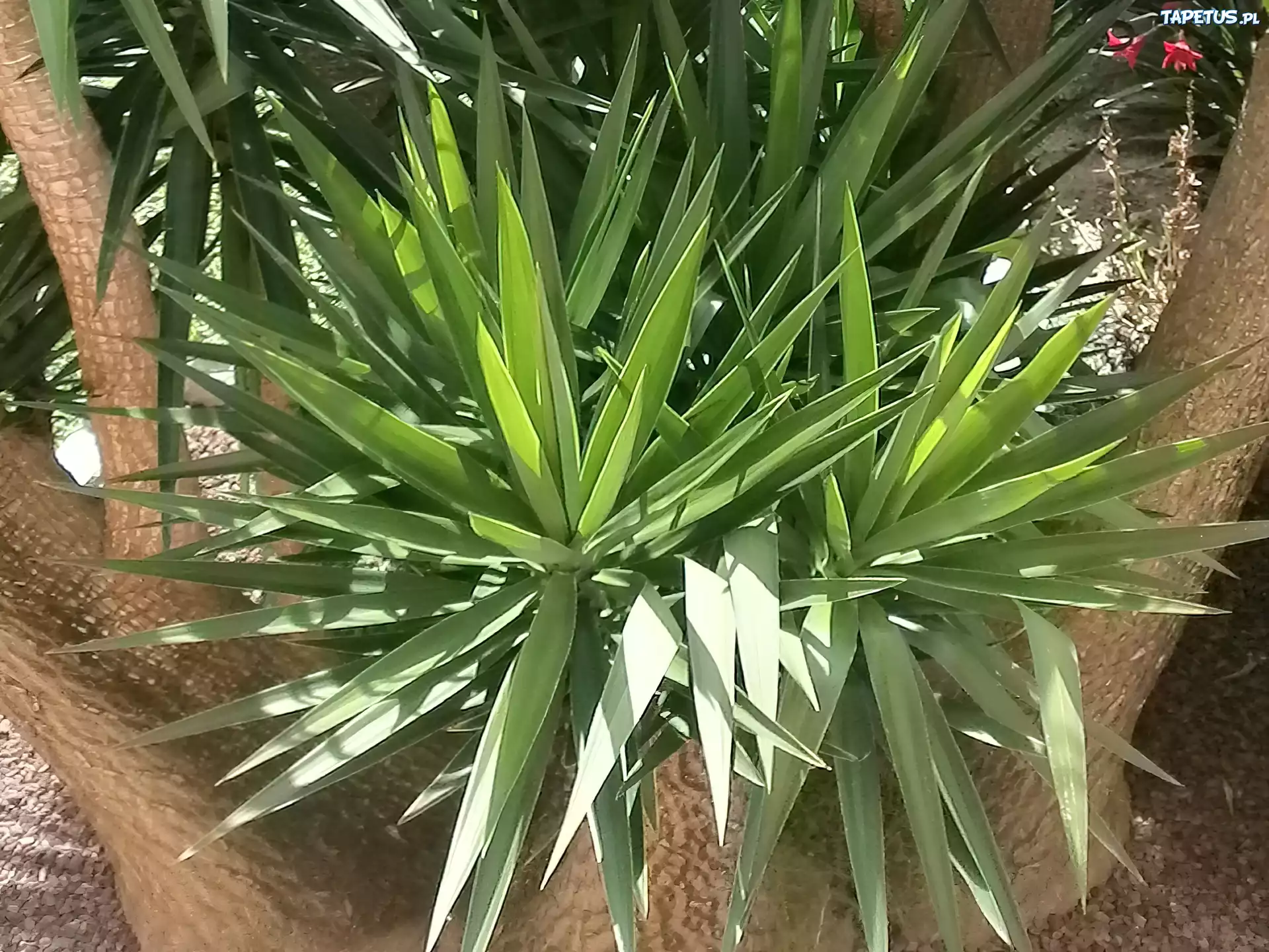 Yuca