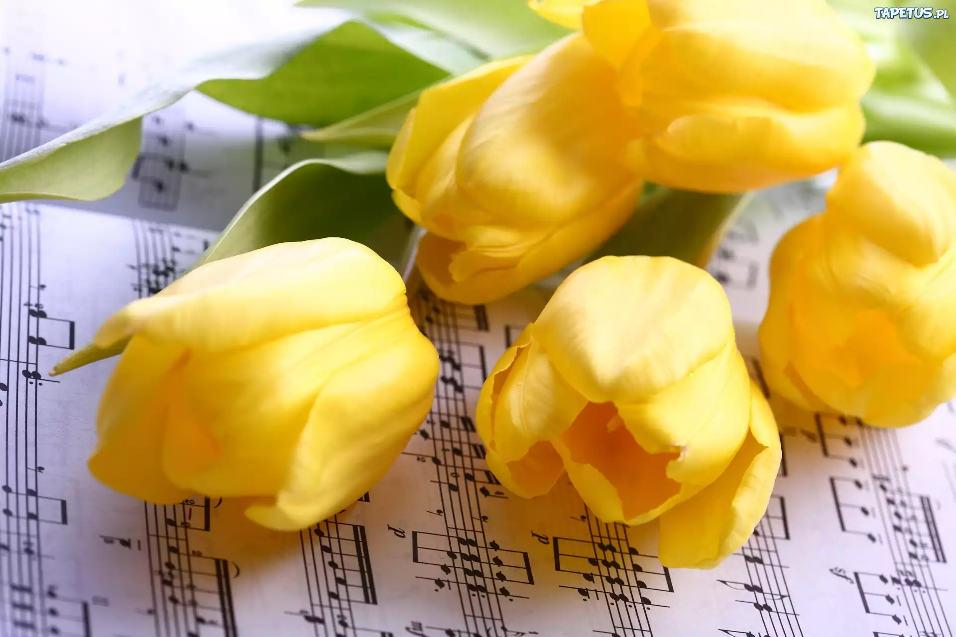Почему желтые тюльпаны вестники разлуки. Желтые тюльпаны. Букет желтых тюльпанов. Тюльпаны открытка. Фотосессия с желтыми тюльпанами.