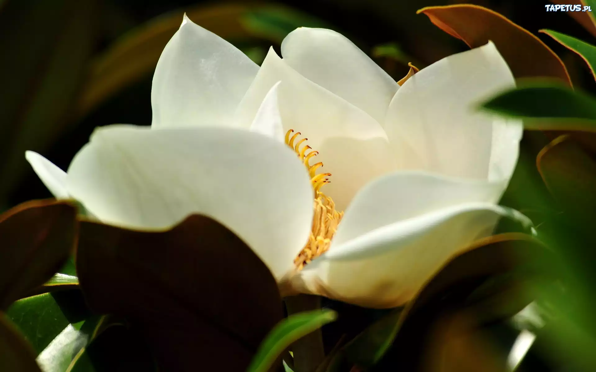 Biała, Magnolia, Kwiat, Liście