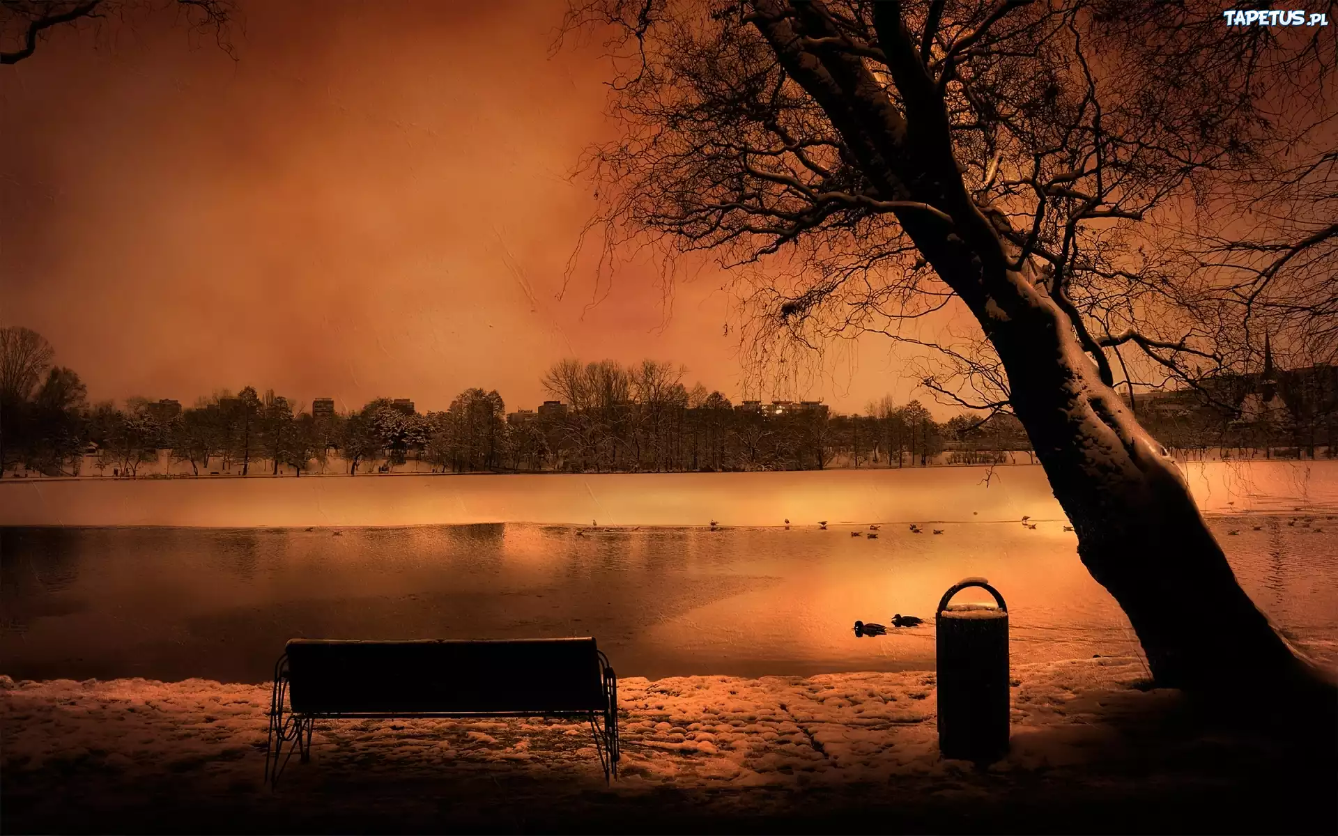 Jezioro, Ławka, Drzewo