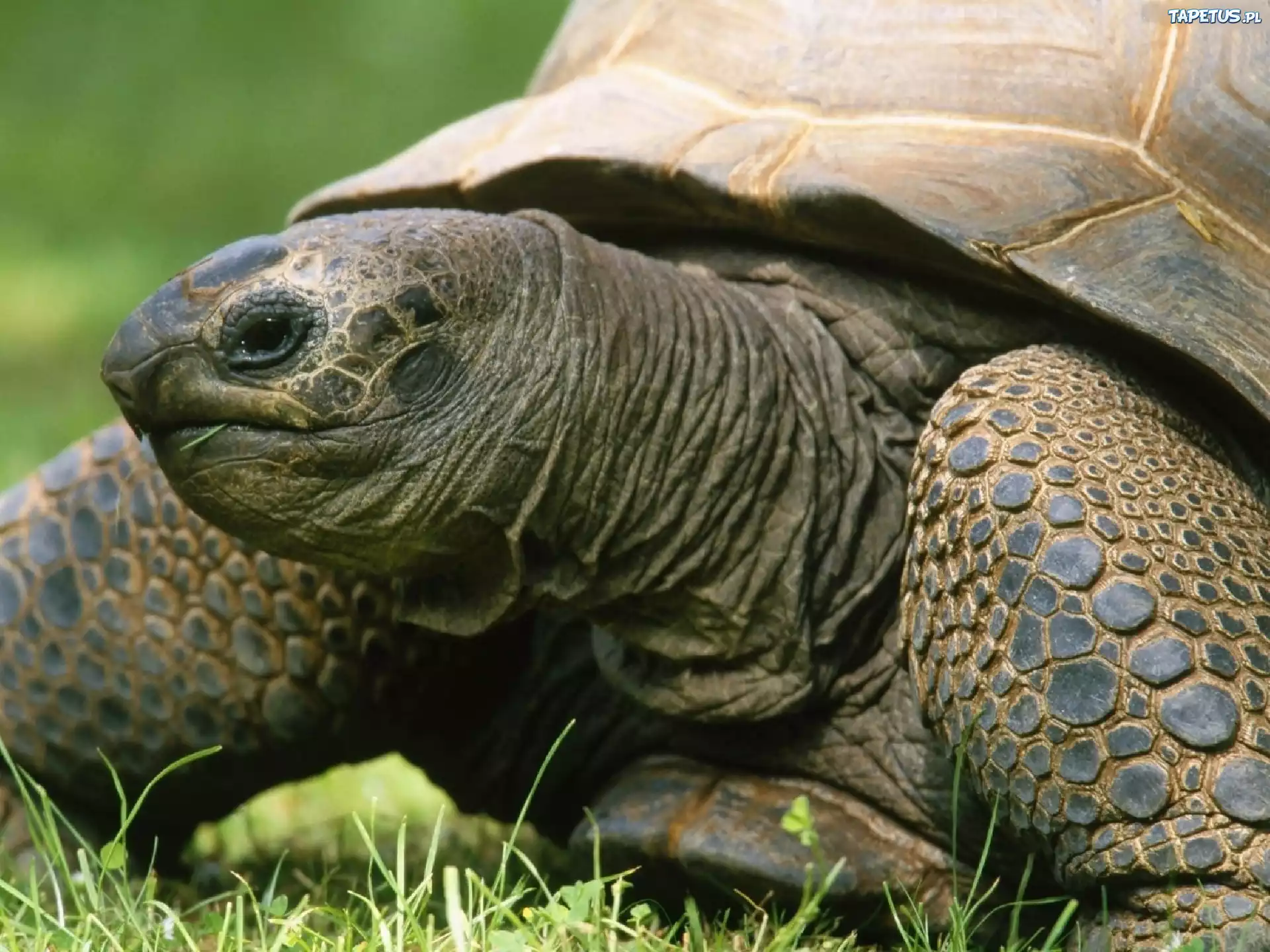 Посмотрим черепахи. Прудовая черепаха Ривза. Пресмыкающиеся черепахи. Черепаха Марион. Змеиношейная черепаха.