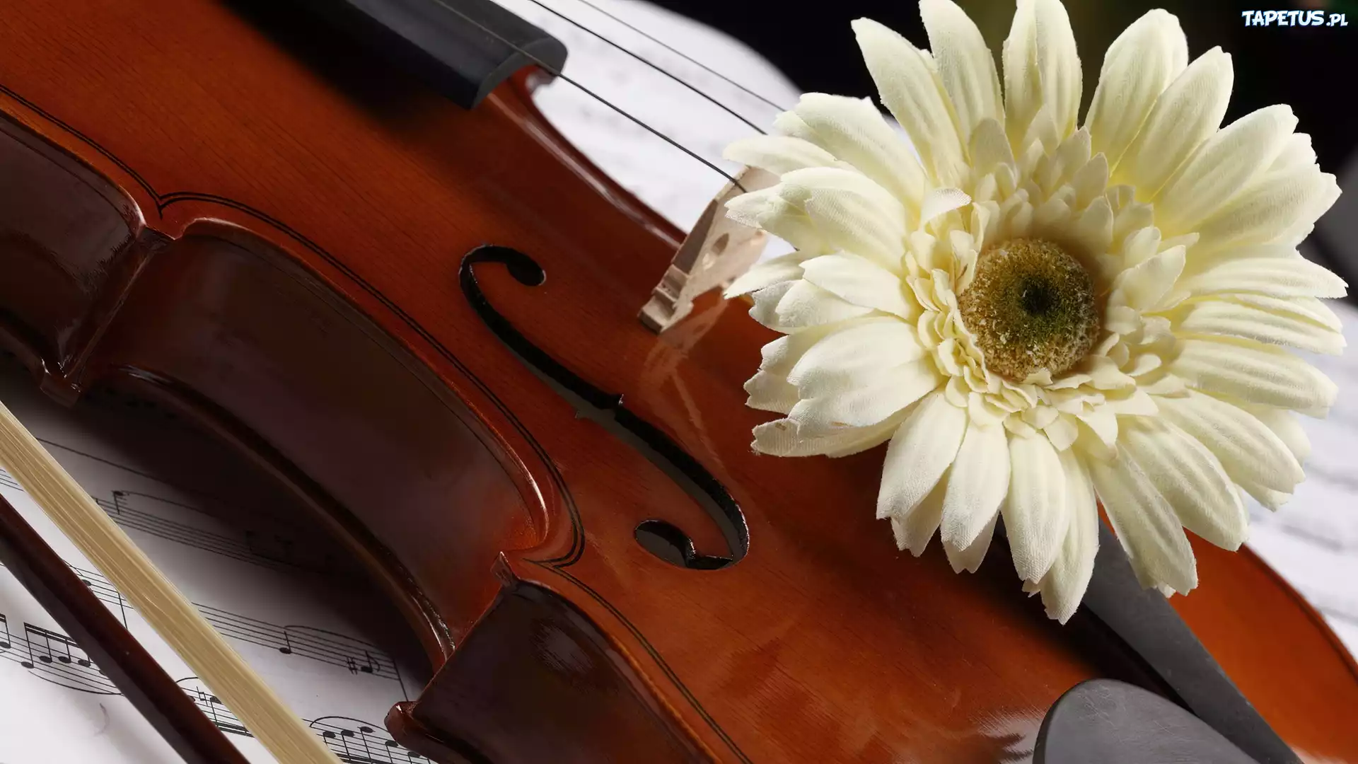Instrument, Muzyczny, Nuty, Gerbera