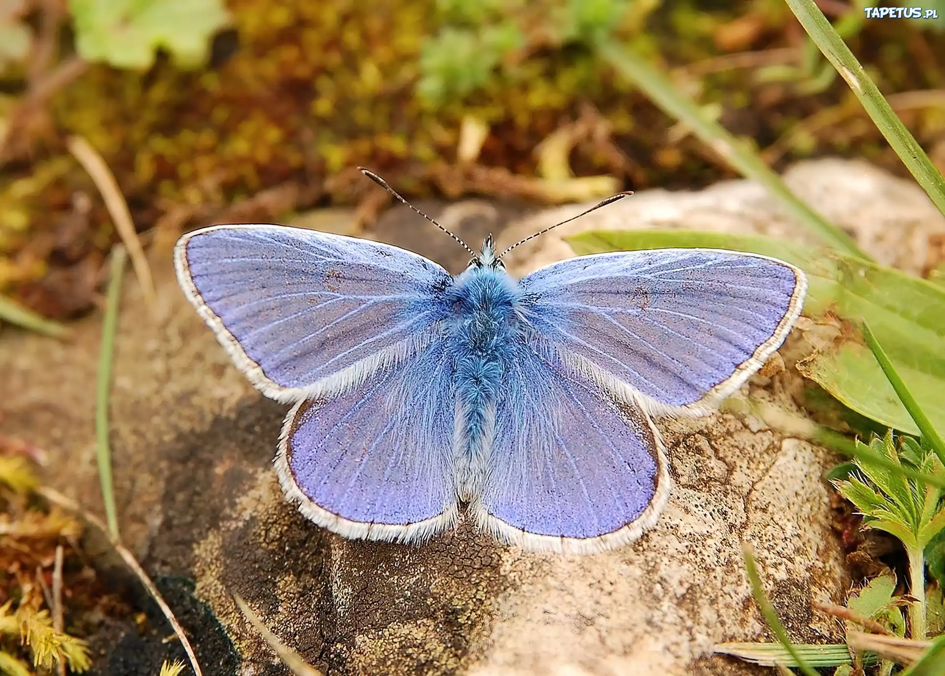 Motyl, Modraszek Ikar, Kamień