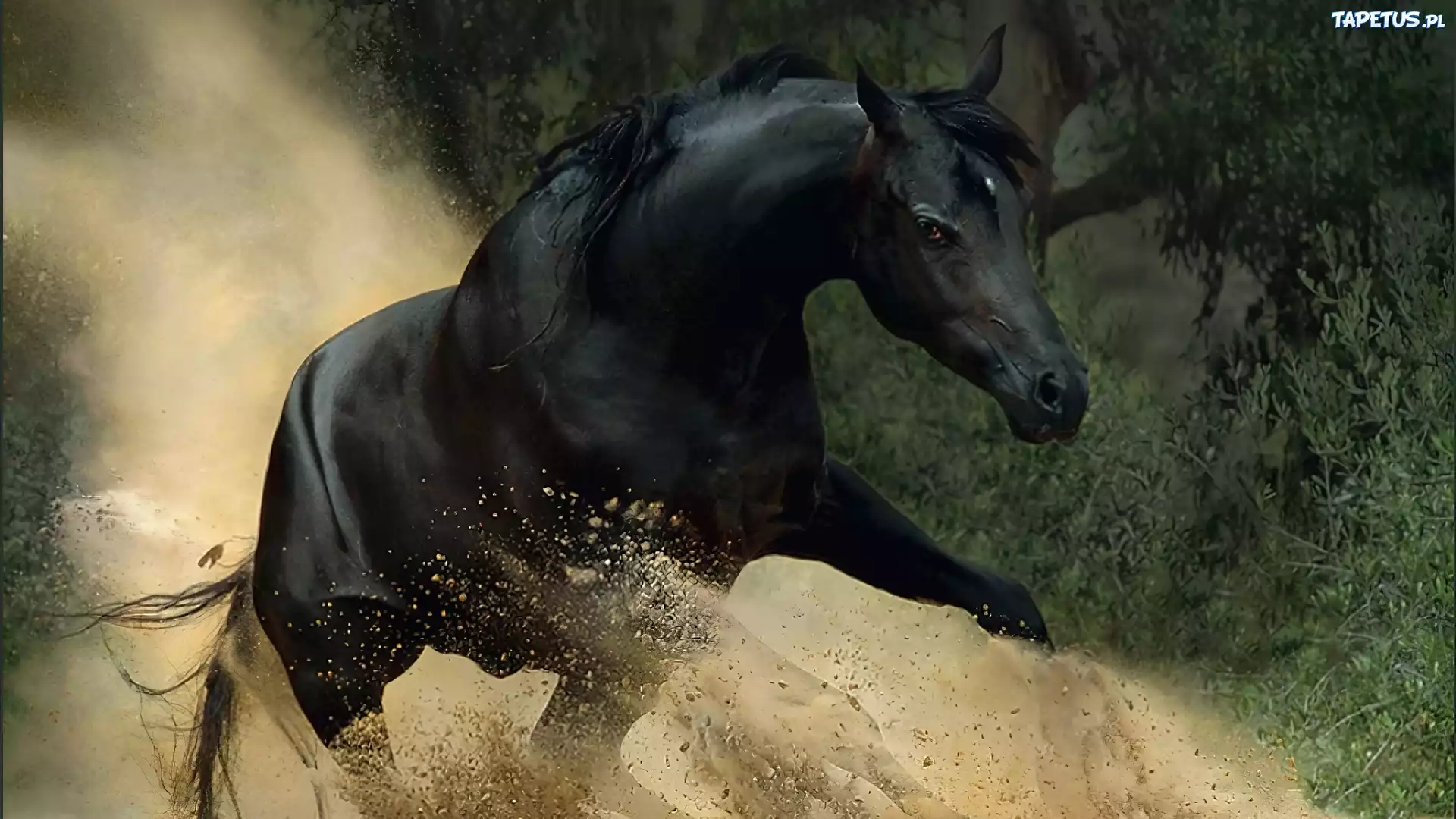 Koń, Galop, Piach