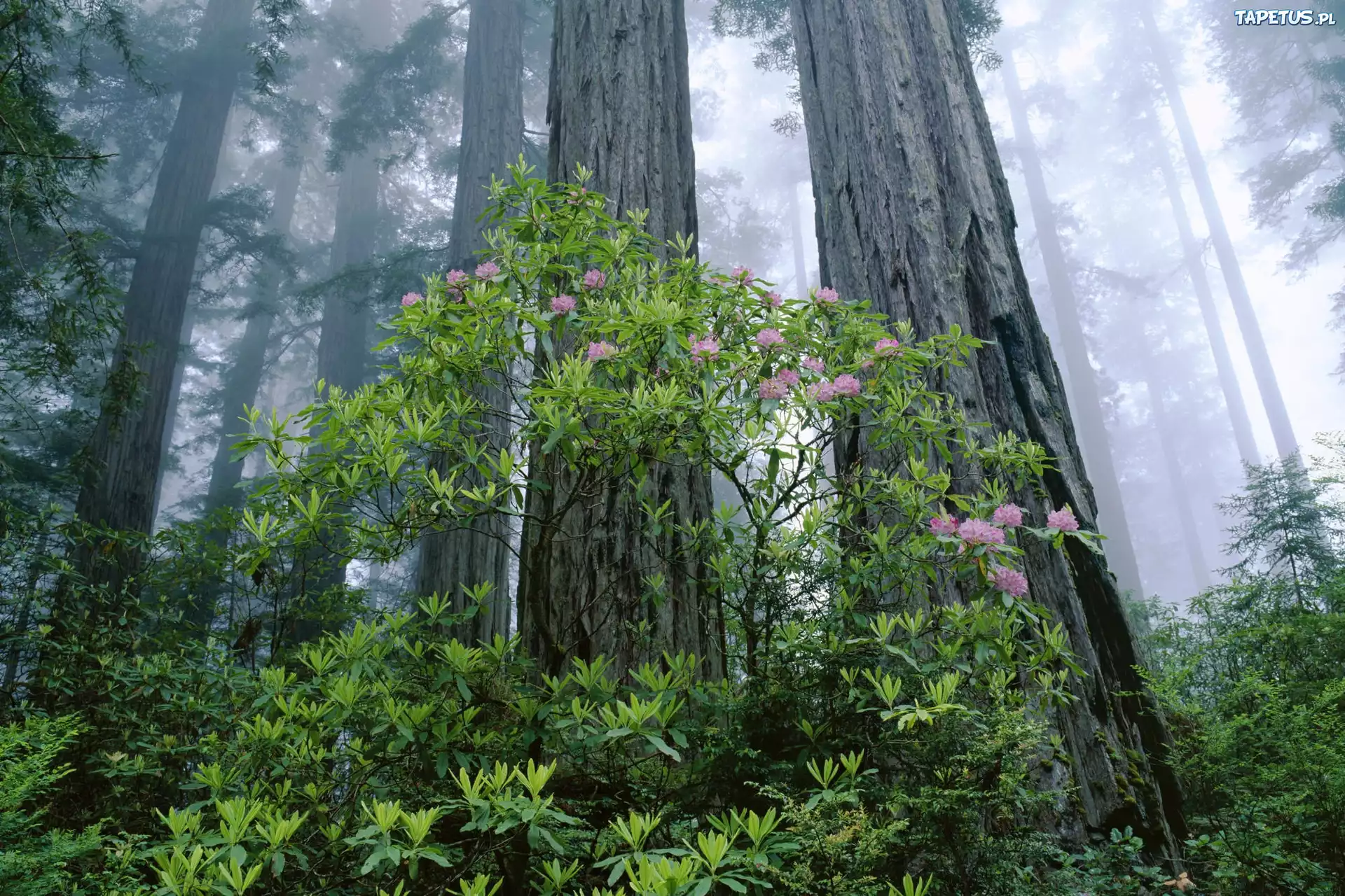 Drzewa, Krzew, Rododendron, Las