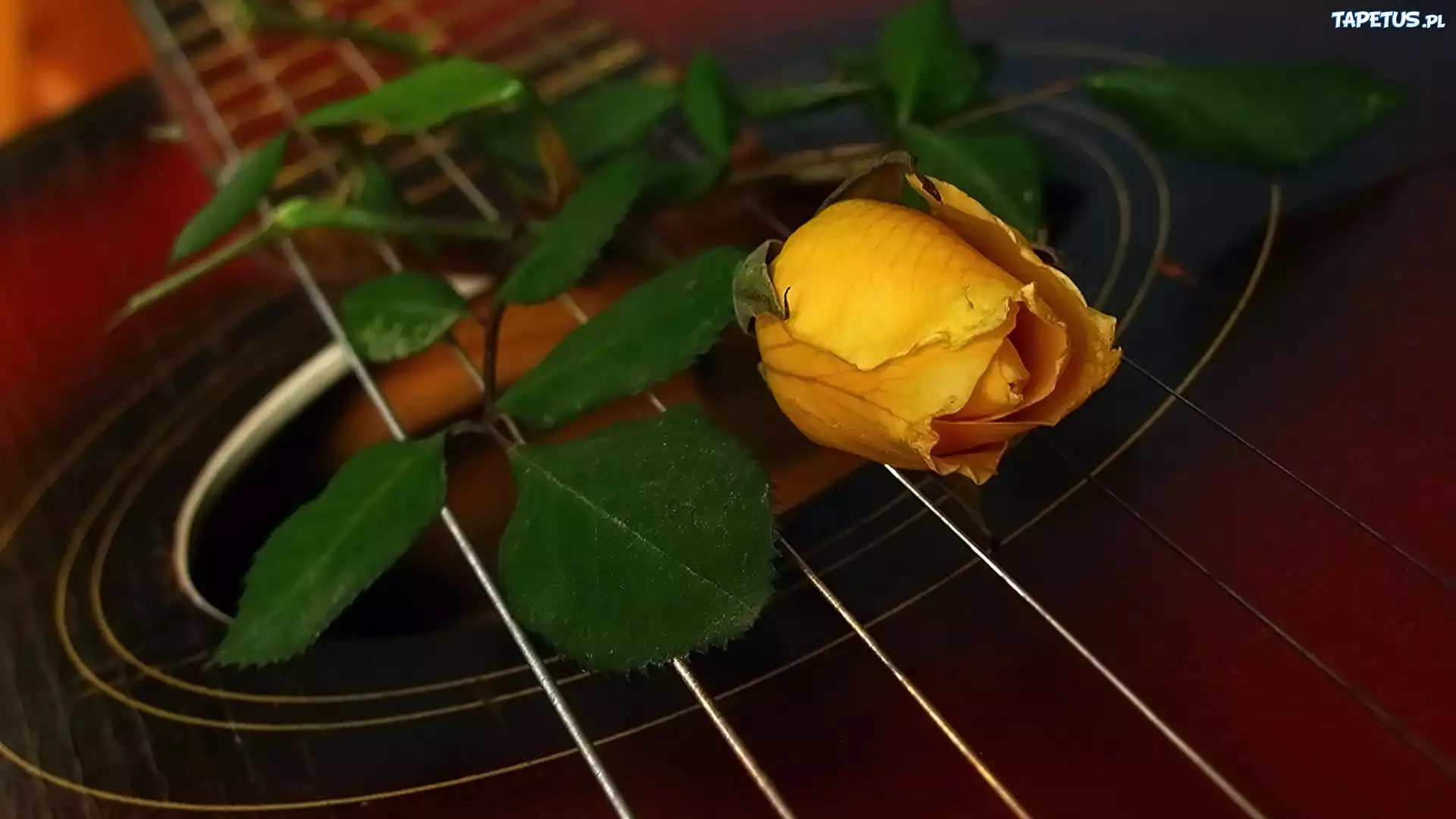 Róża, Gitara, Struny