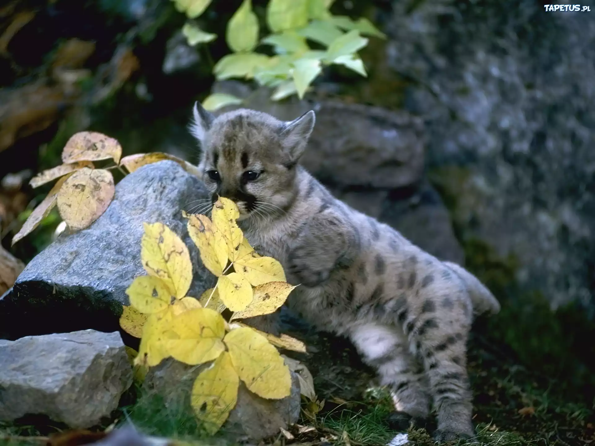 Mała, Puma, Skały, Liście