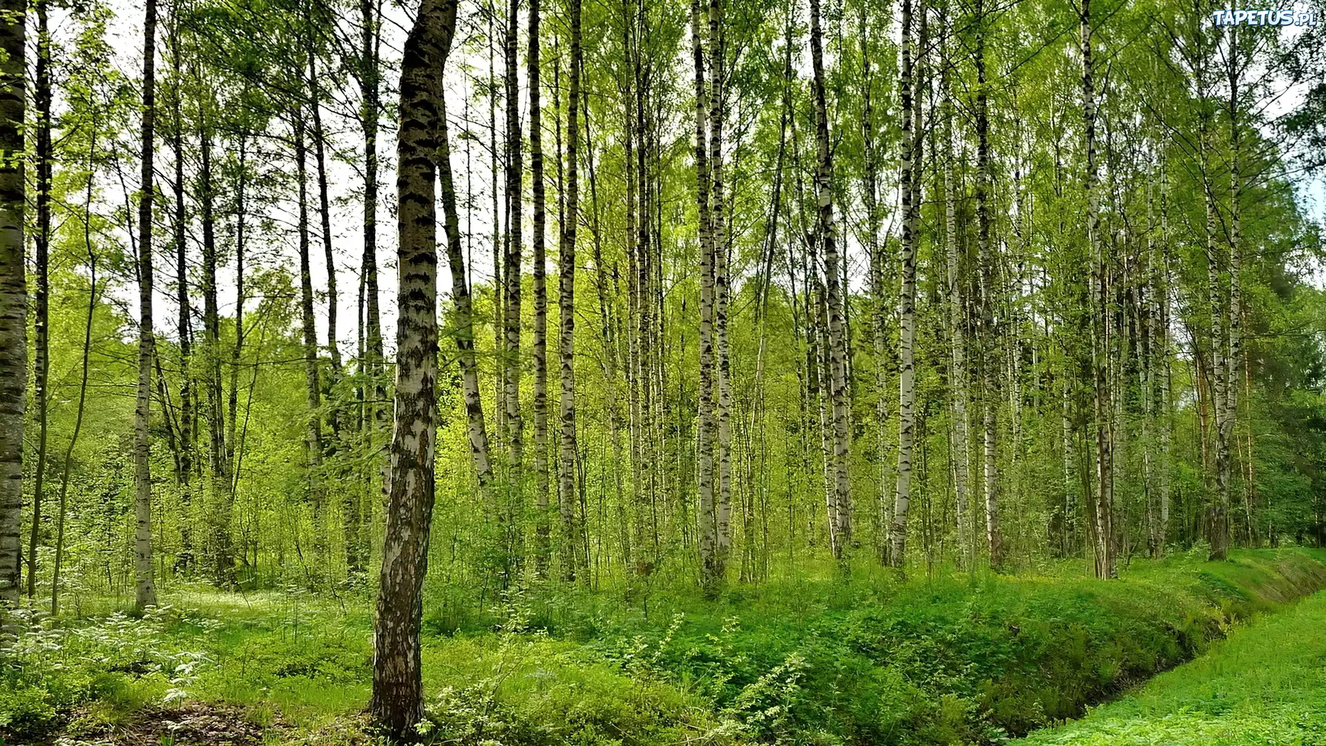 Brzozowy, Lasek