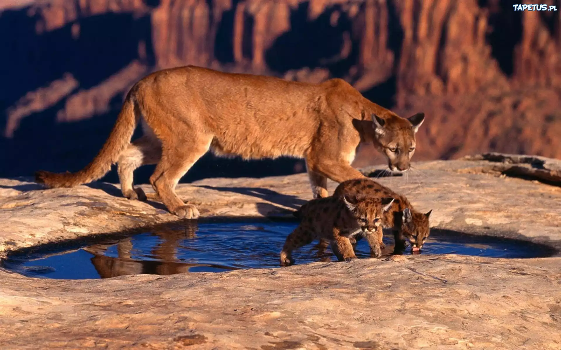 Trzy, Dzikie, Koty, Puma