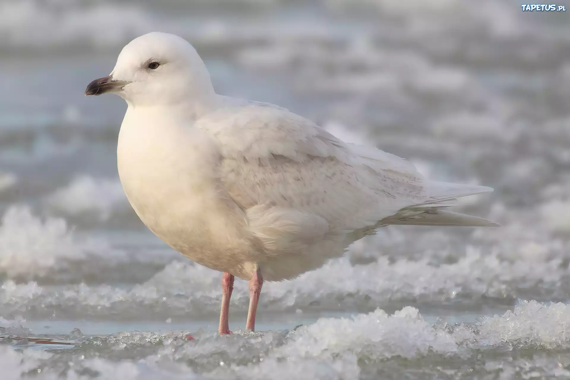 Mewa Polarna, Śnieg