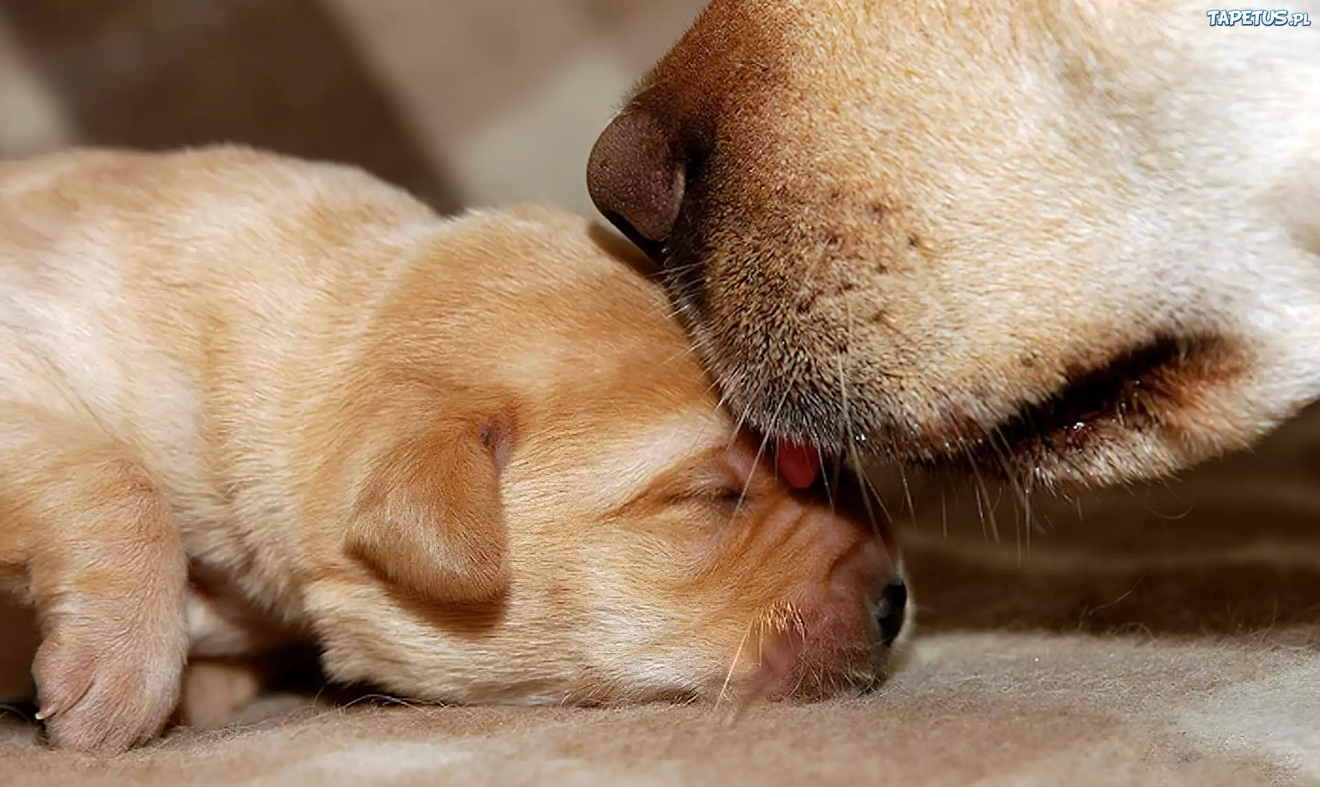 Dwa, Psy, Matka, Szczeniak, Golden Retriever