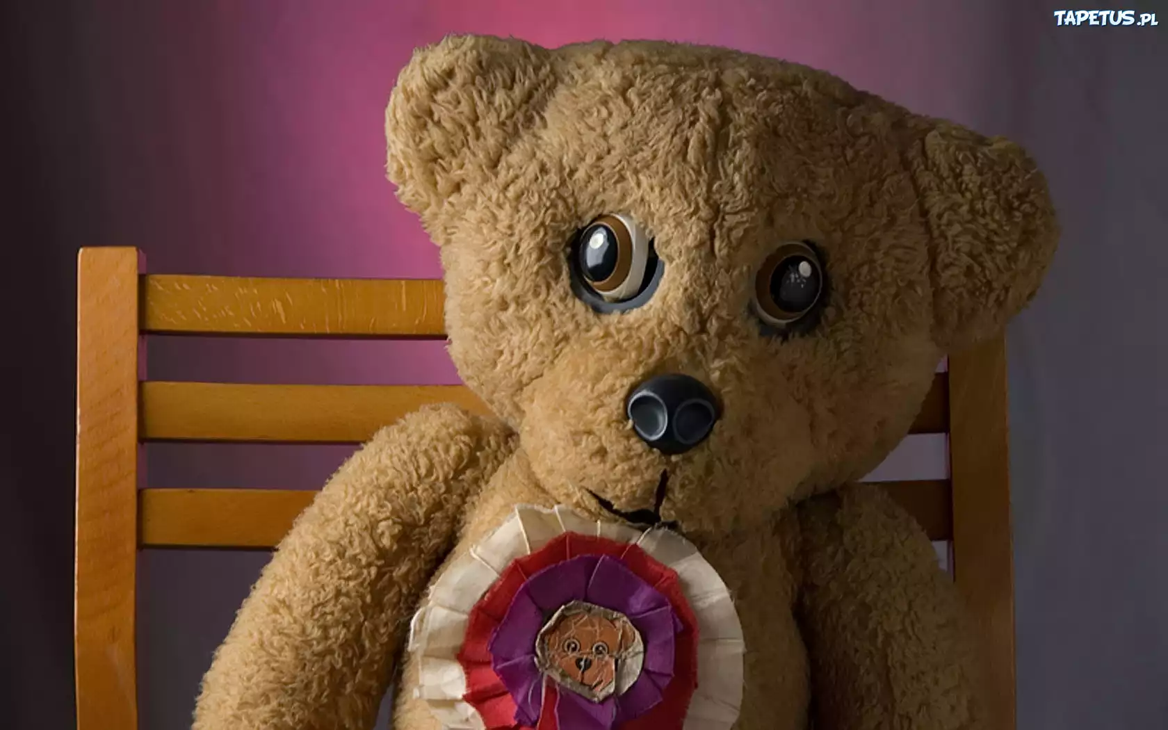 Miś, Teddy