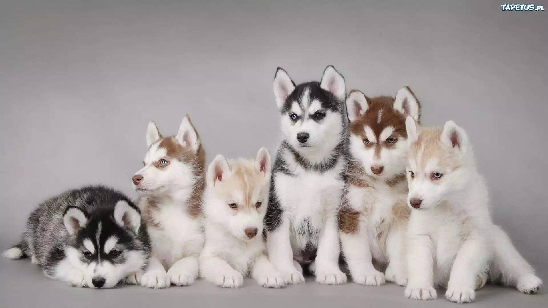 Szczenięta, Husky