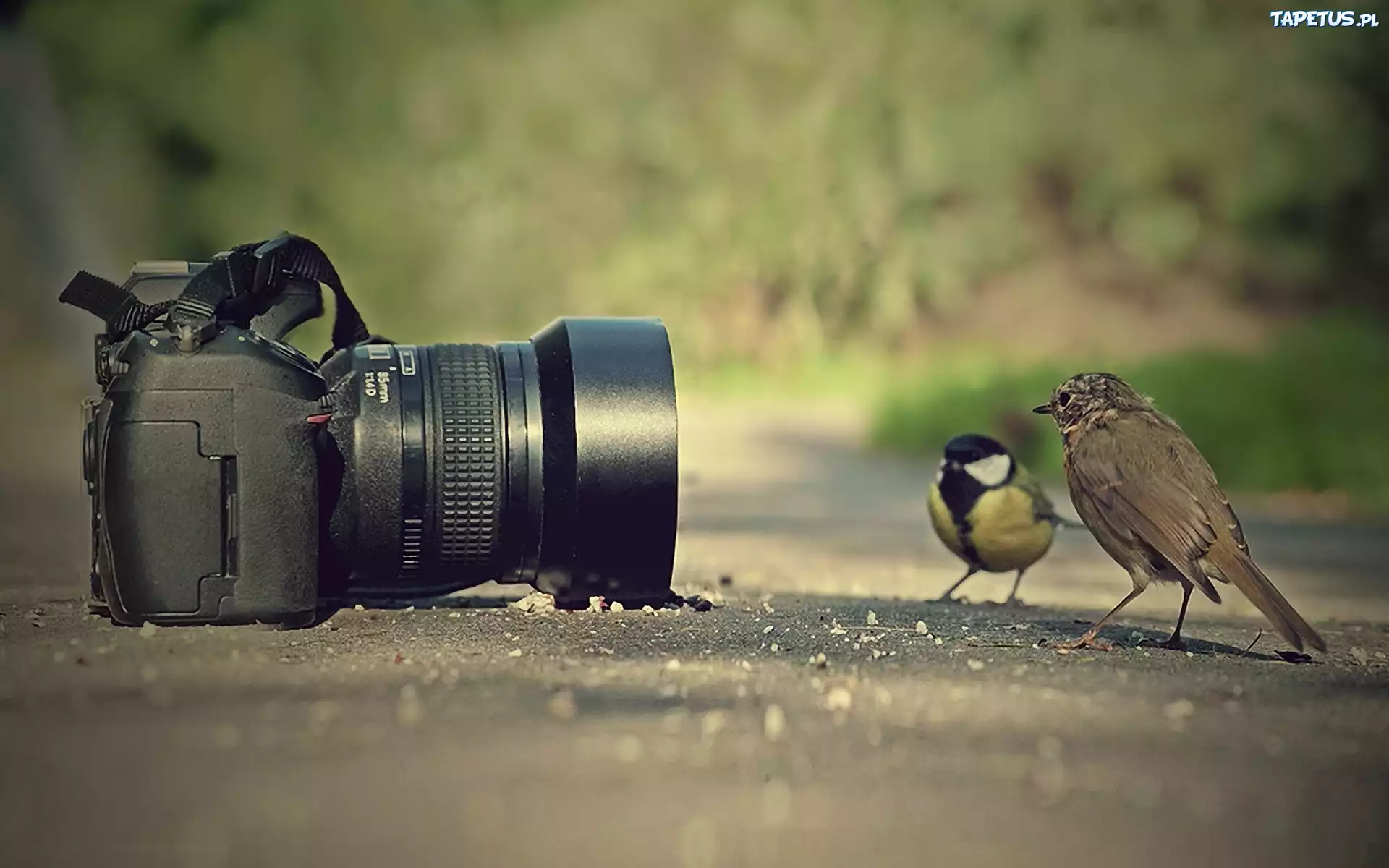 Aparat, Fotograficzny, Ptaki