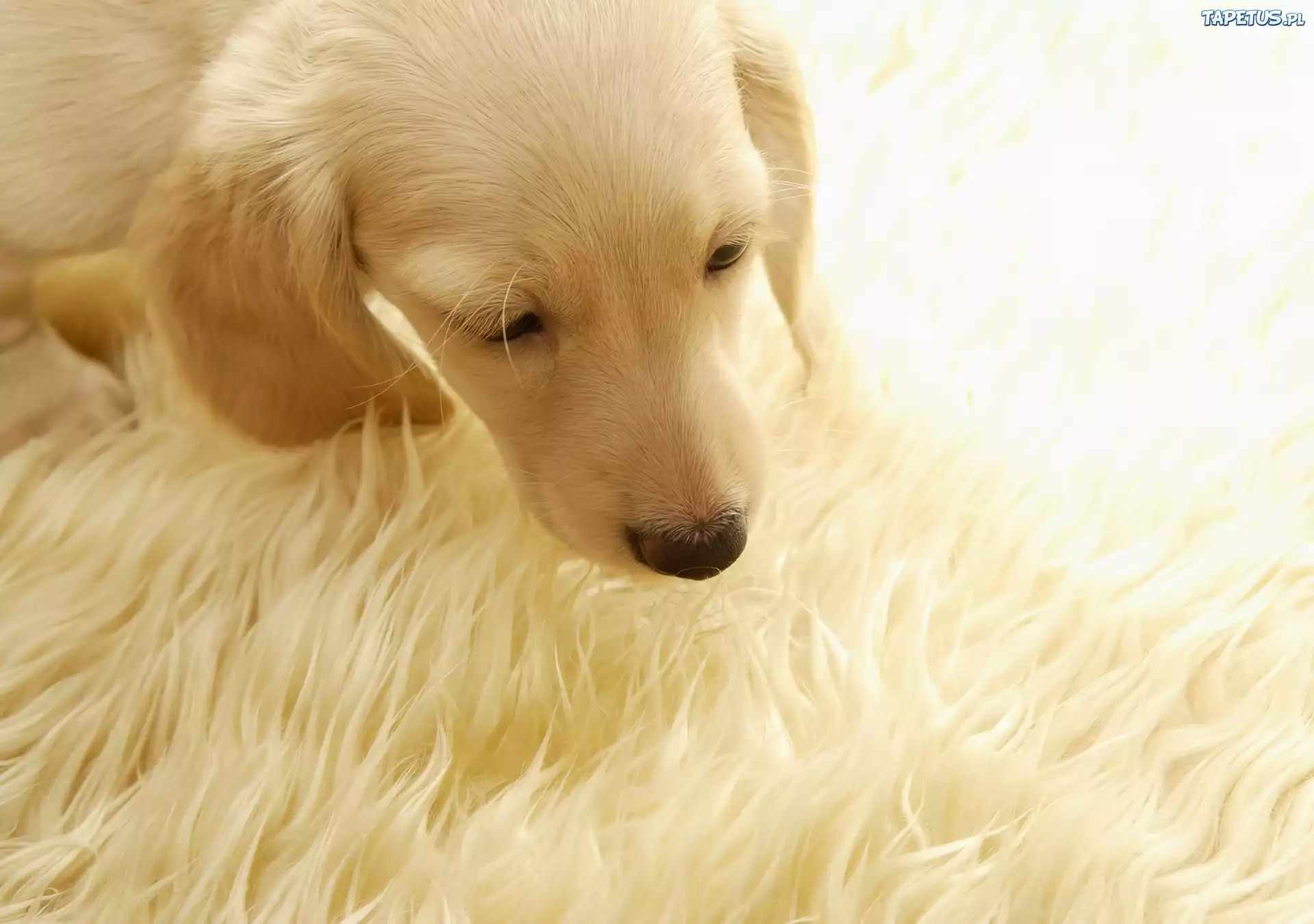 Labrador, Retriever, Szczeniak