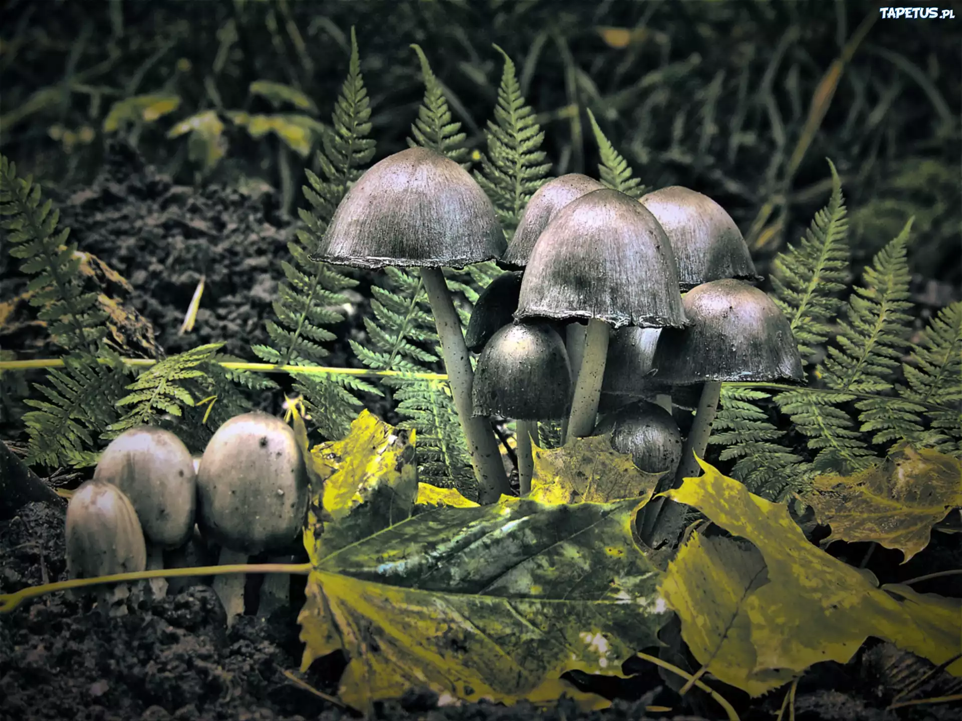 Muchomory, Paprocie, Liście