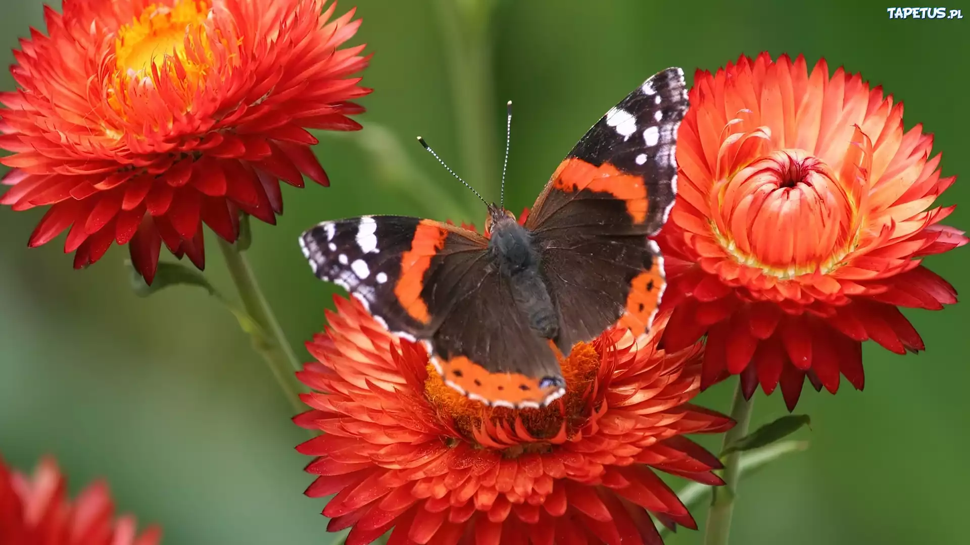 Pomarańczowe, Kwiatki, Piękny, Motyl