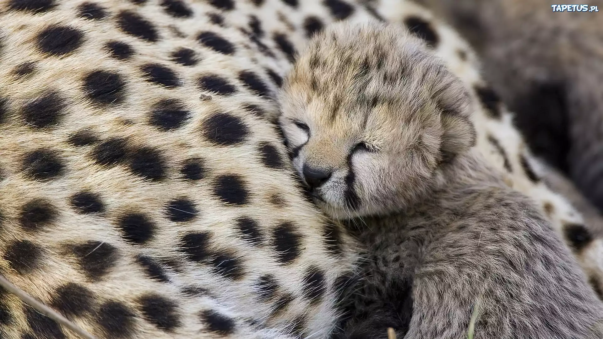 Mały, Gepard