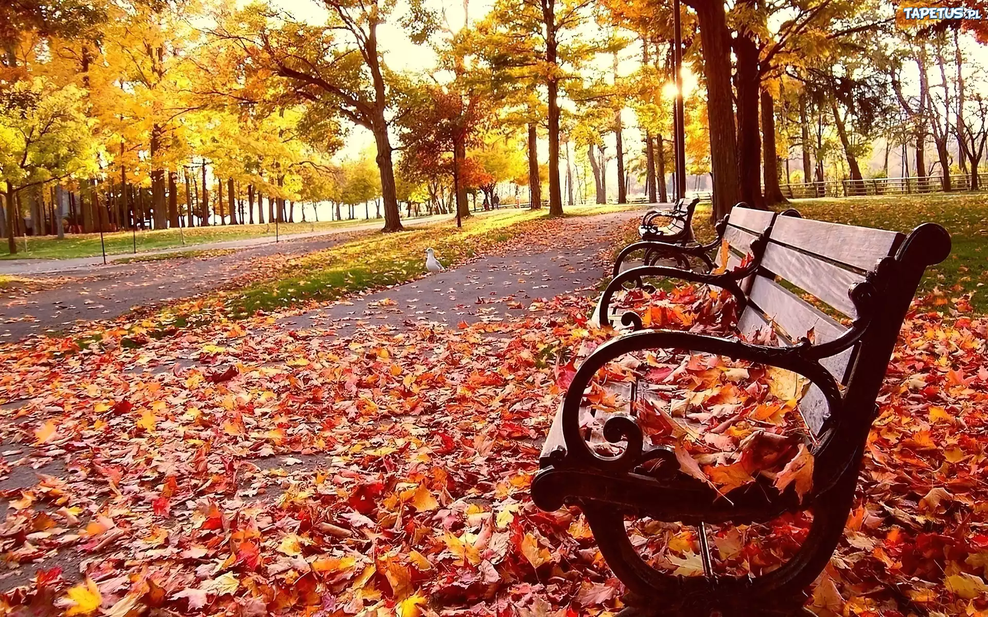 Jesień, Liście, Park, Ławeczka