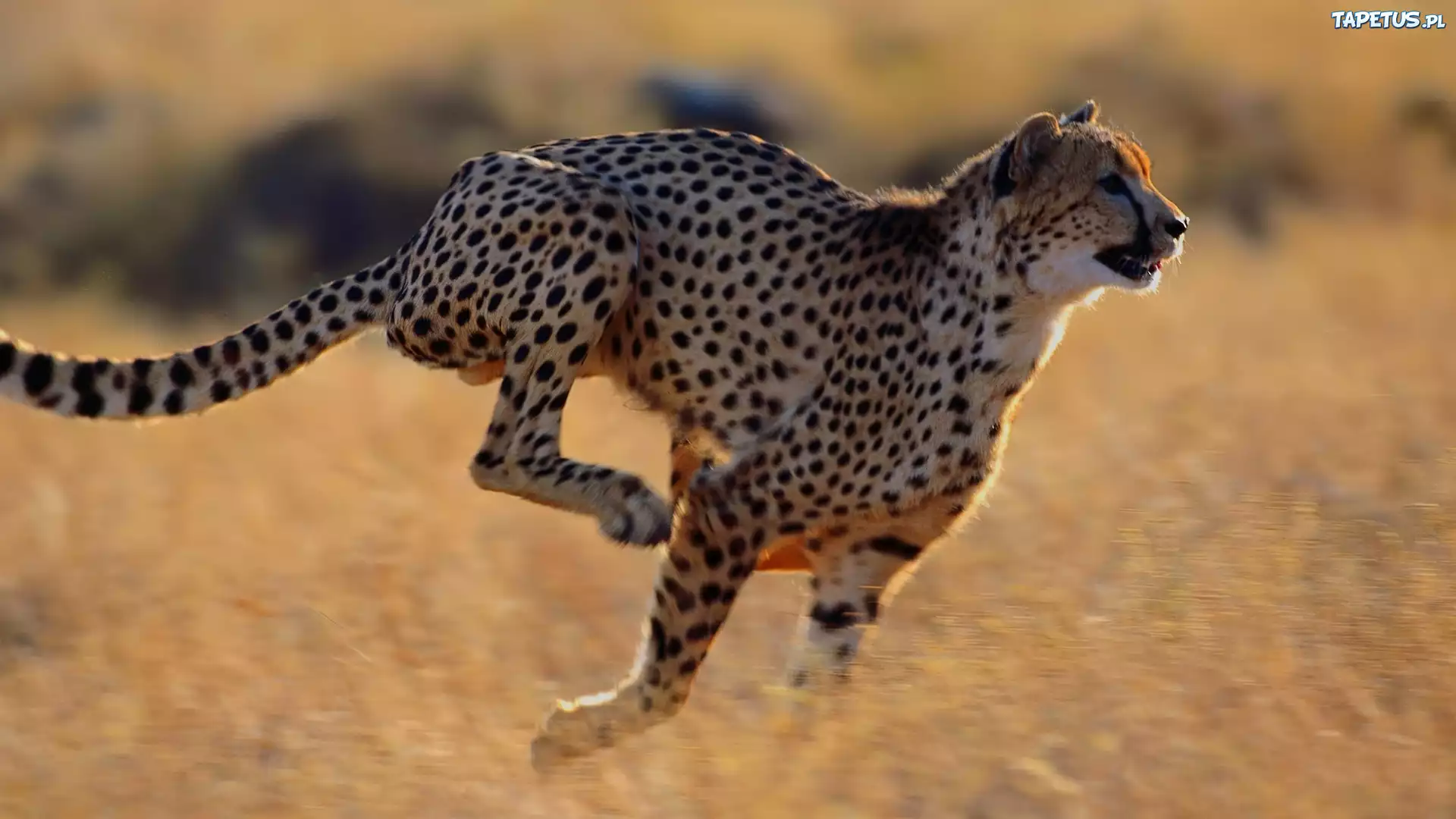 Bieg, Gepard