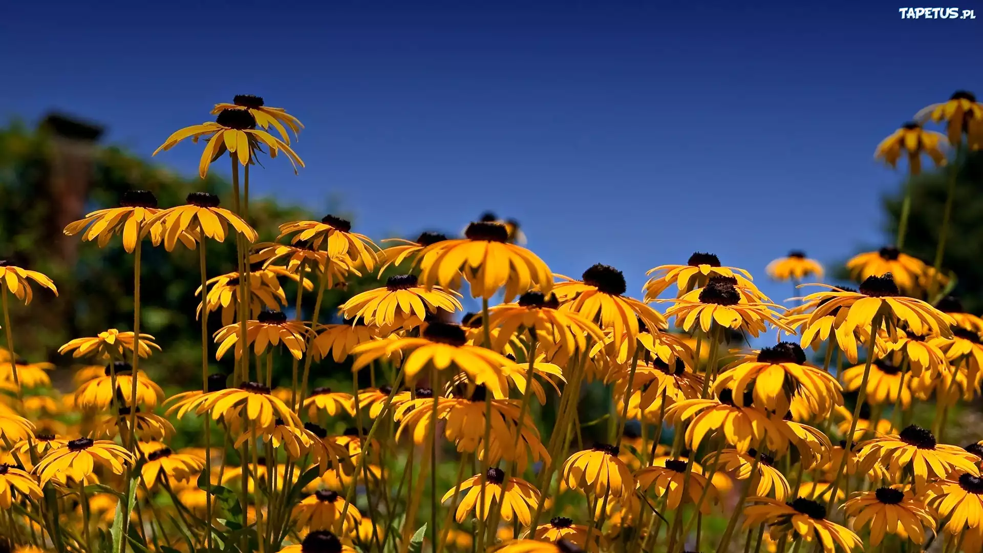Żółte, Kwiaty, Rudbekia
