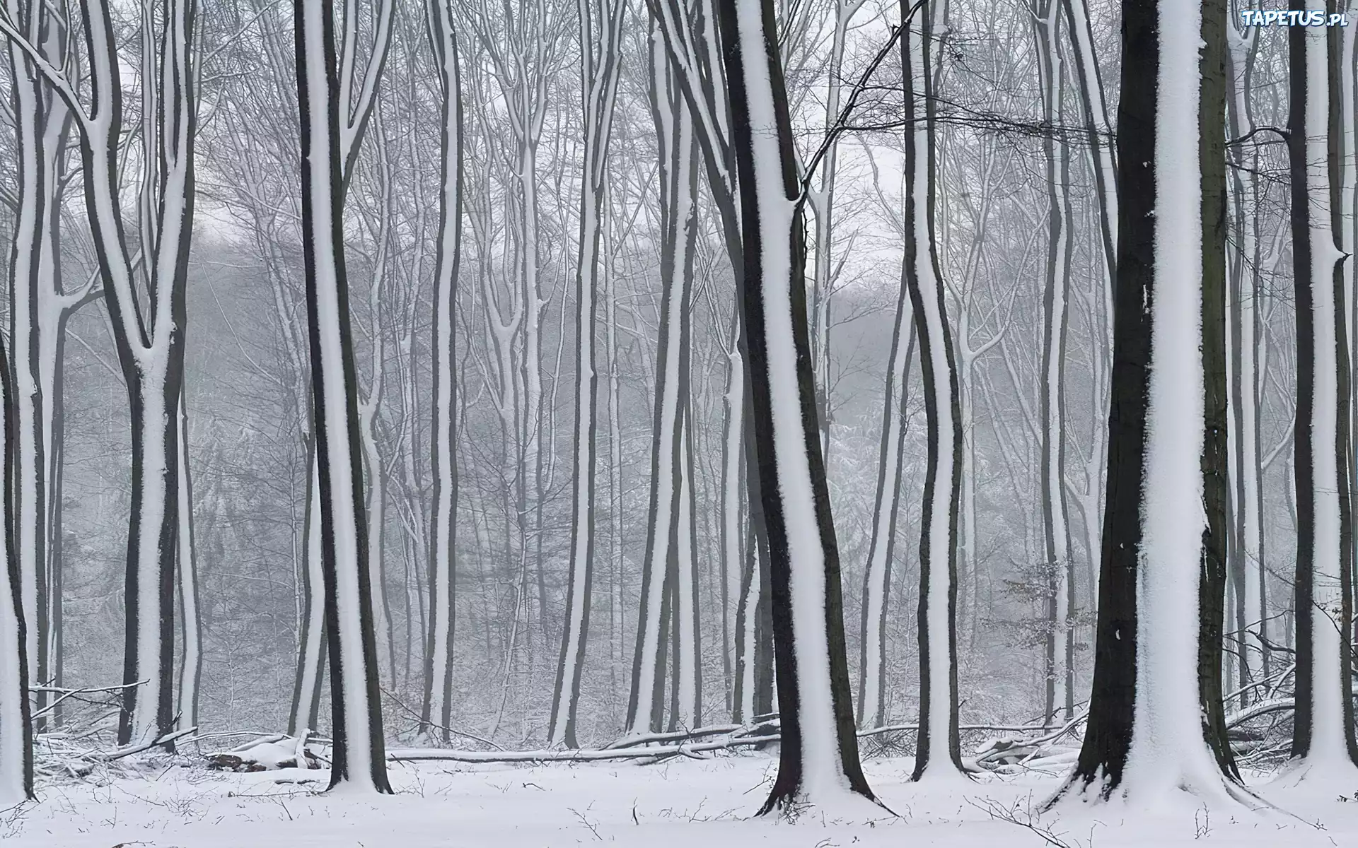 Las, Drzewa, Śnieżne, Pasy