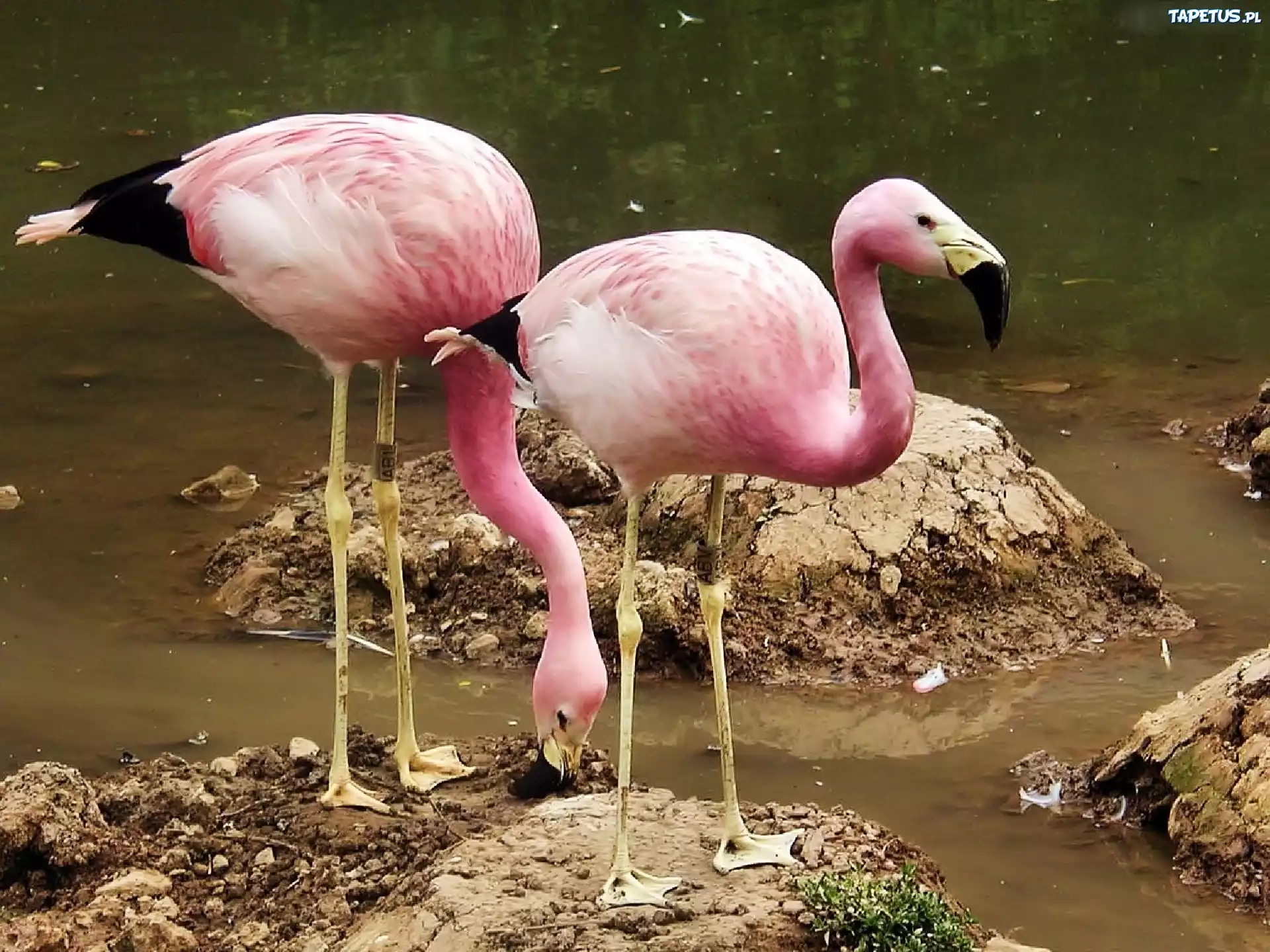 Flamingi Andyjskie