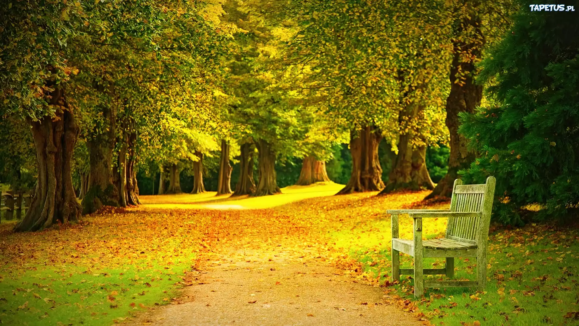 Jesień, Ławka, Drzewa, Park