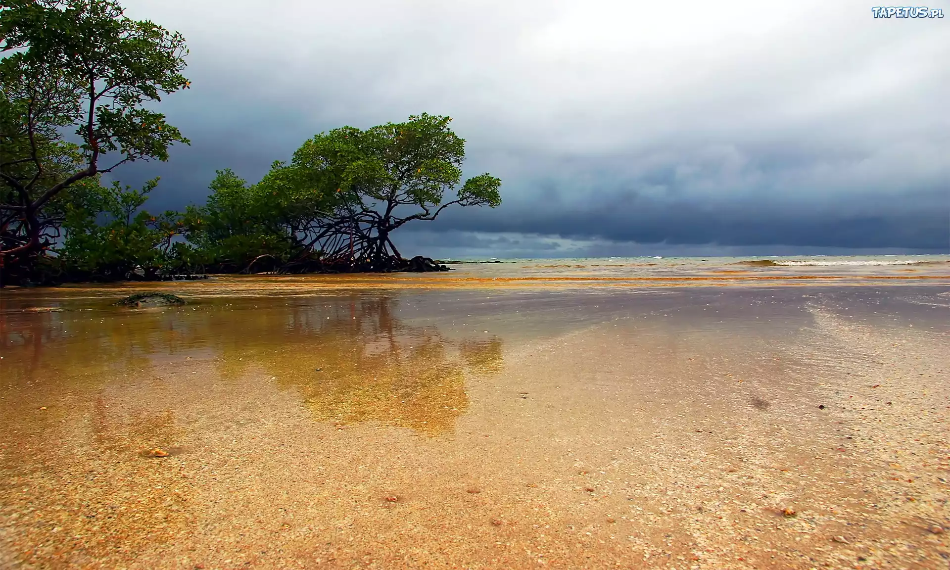 Drzewa, Woda, Plaża