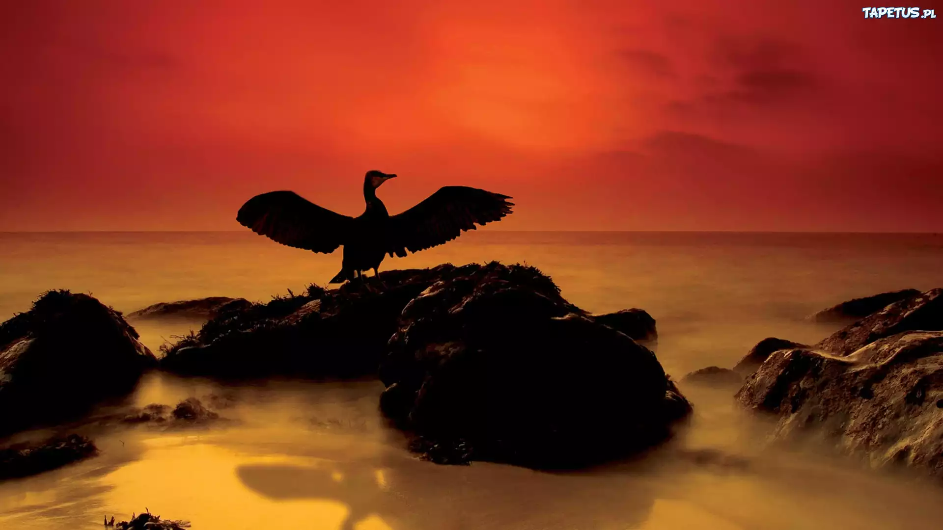 Kormoran, Kamienie, Zachód, Słońca, Ocean, Mgła