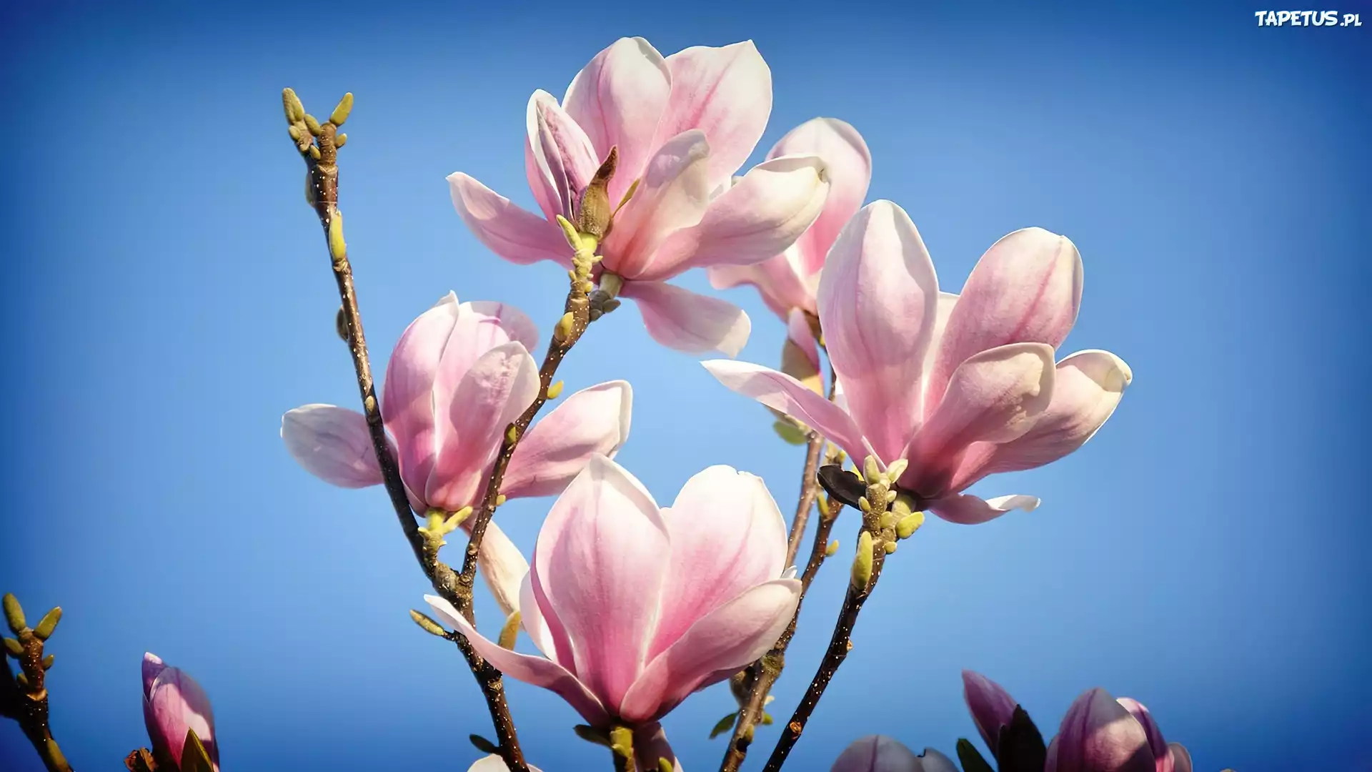 Magnolia, Pączki, Wiosna