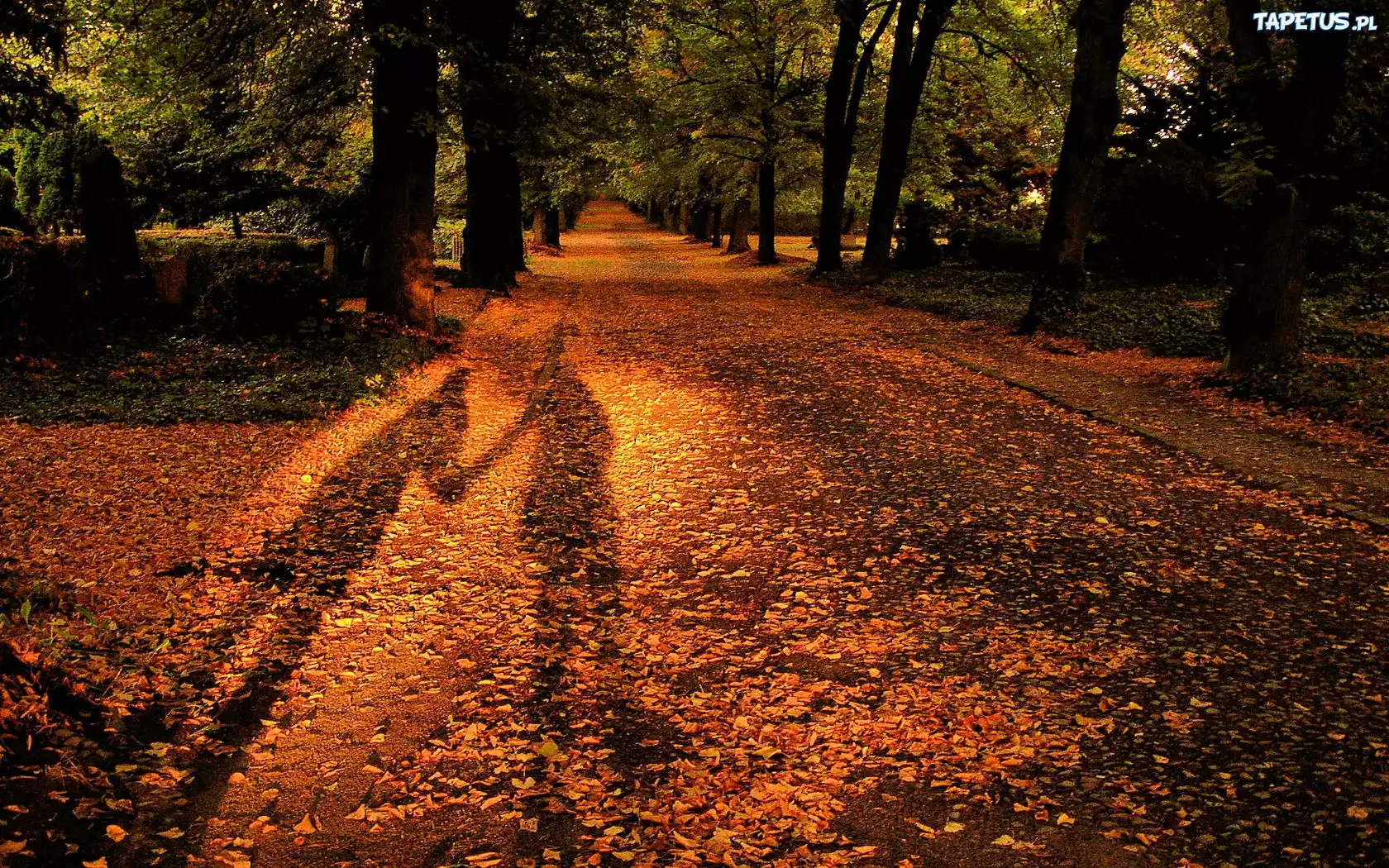 Park, Liście, Cień