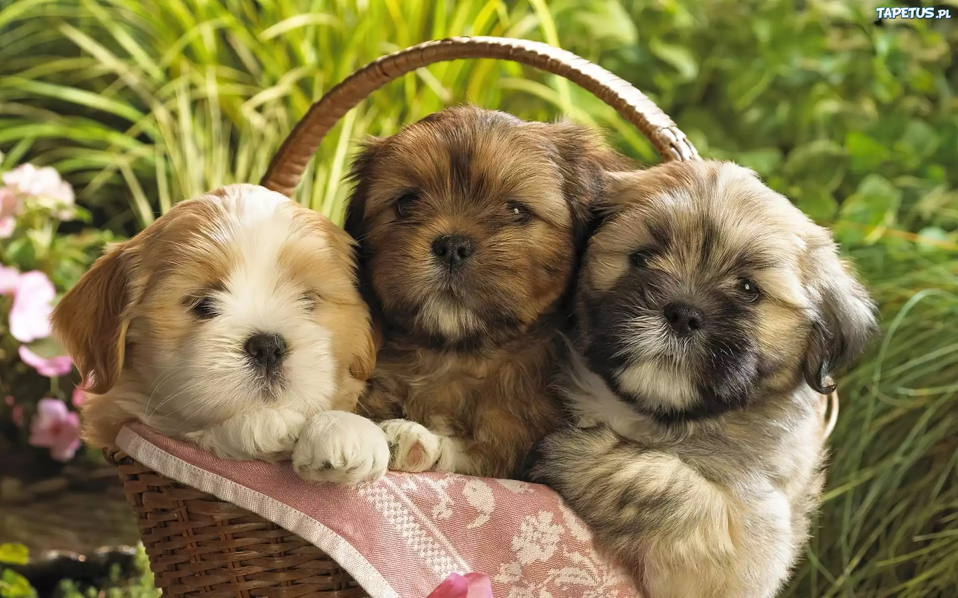 Trzy, Szczeniaczki, Kosz, Trawa, Shih Tzu