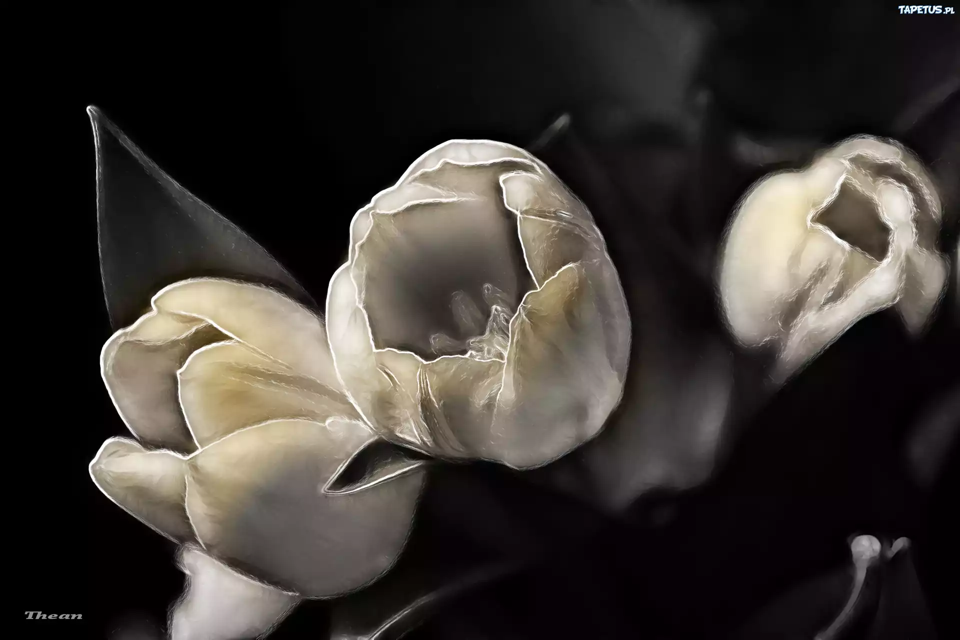 Tulipany, Fractalius