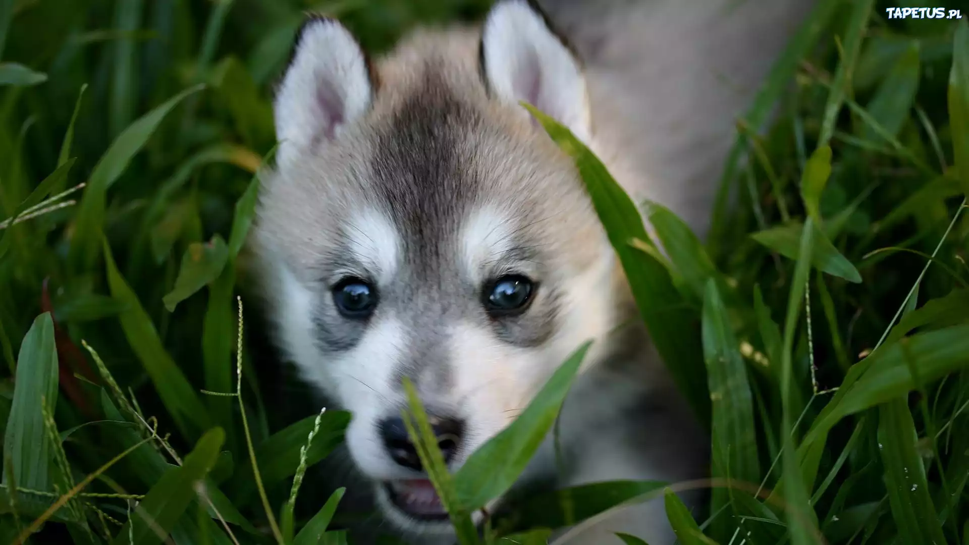 Siberian Husky, Szczeniak