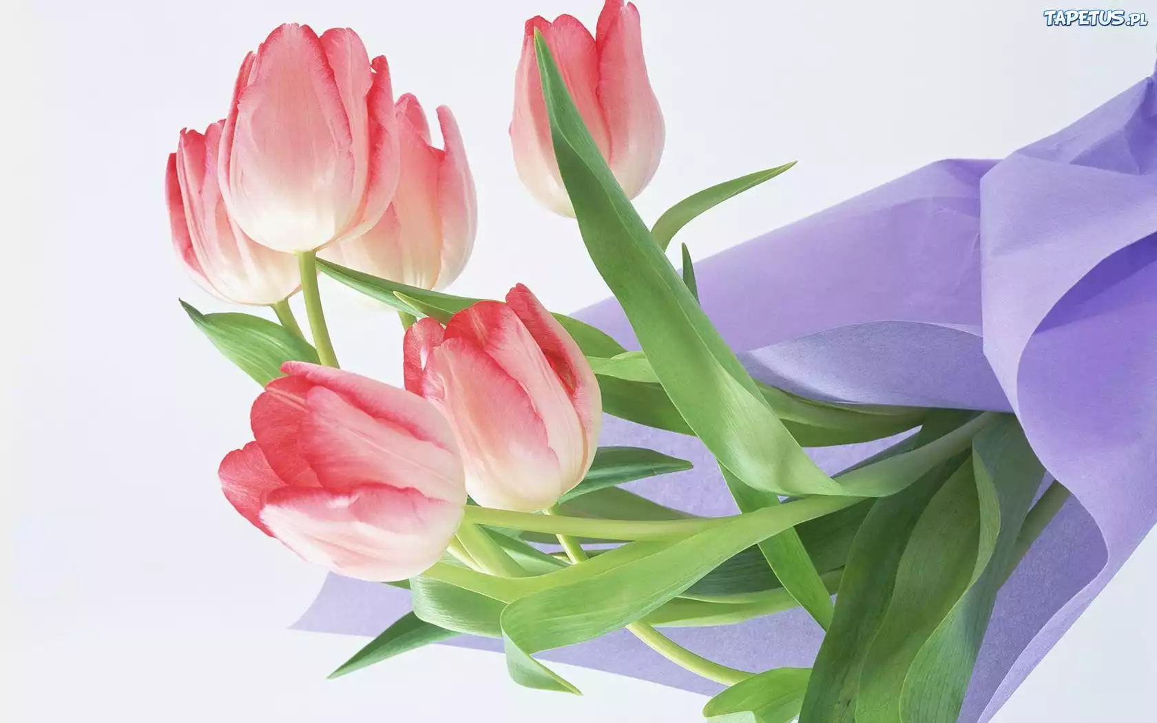 Tulipany, Serwetka