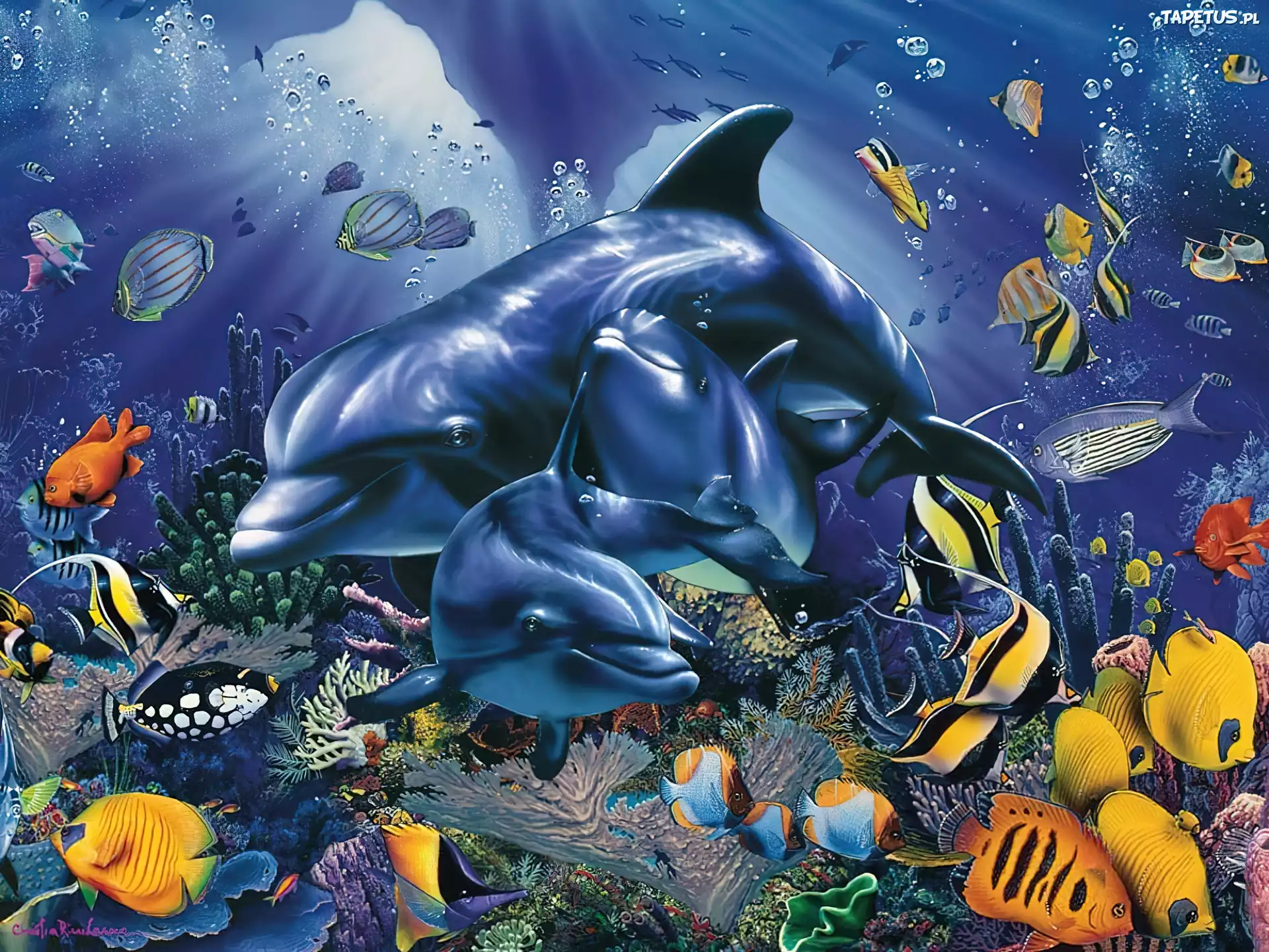 Delfiny, Rafa, Koralowa, Ryby, Ocean