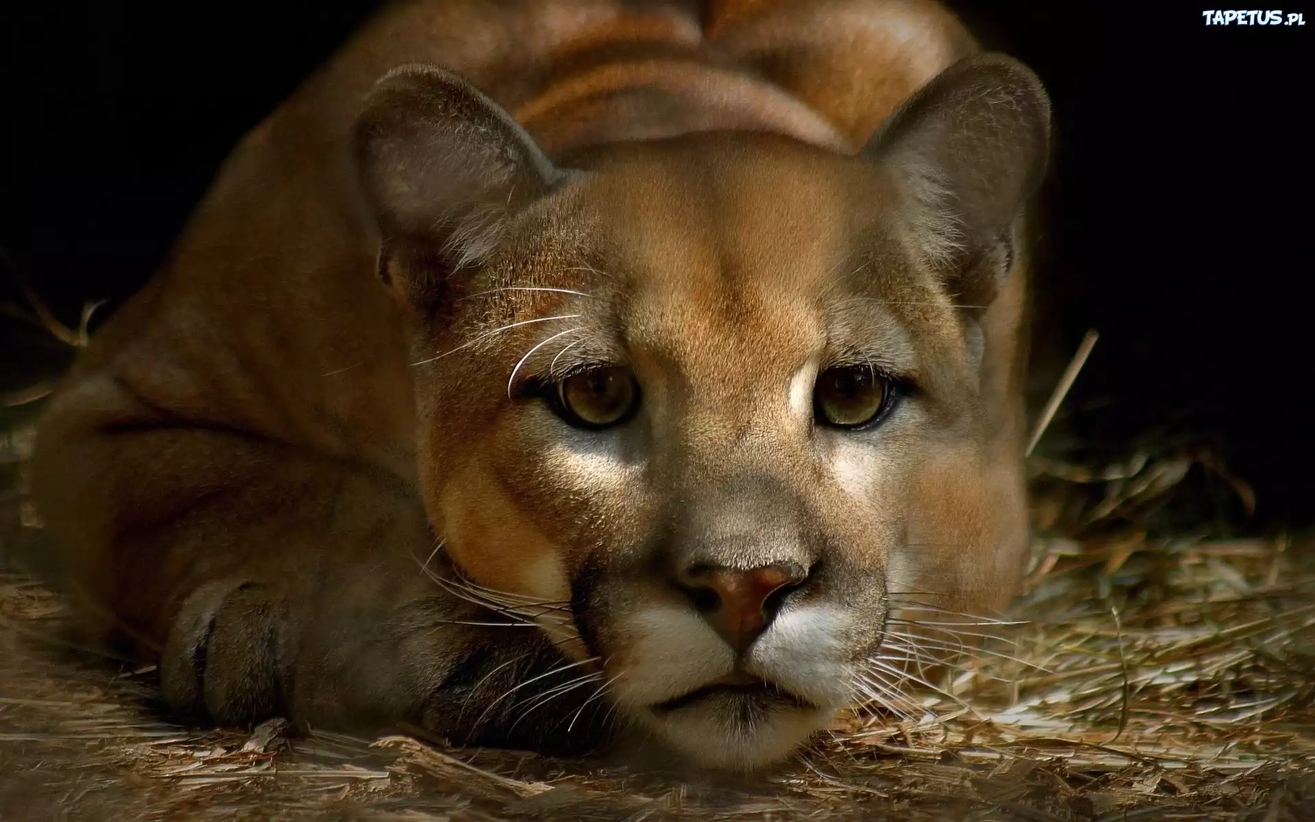 Puma, Odpoczynek