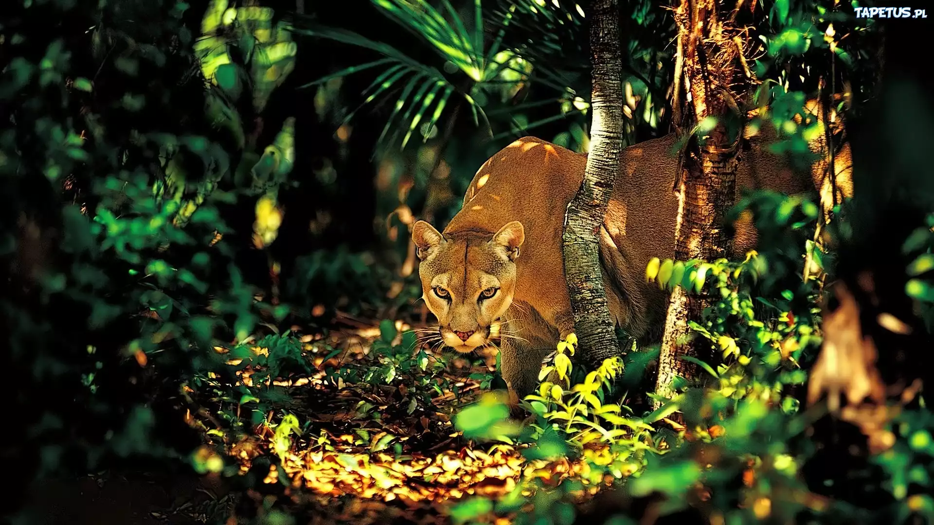 Puma, Dżungla