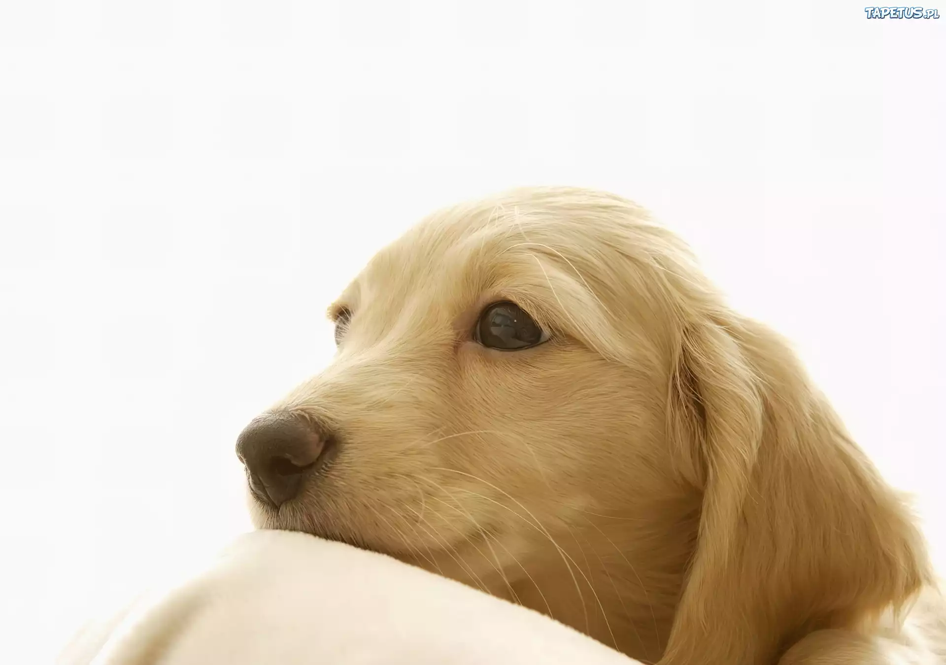 Golden Retriever, Pysk