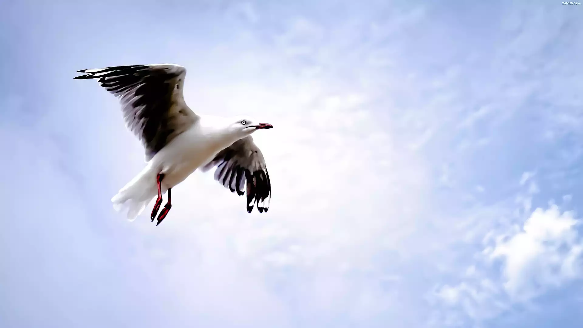 птица белая чайка загрузить
