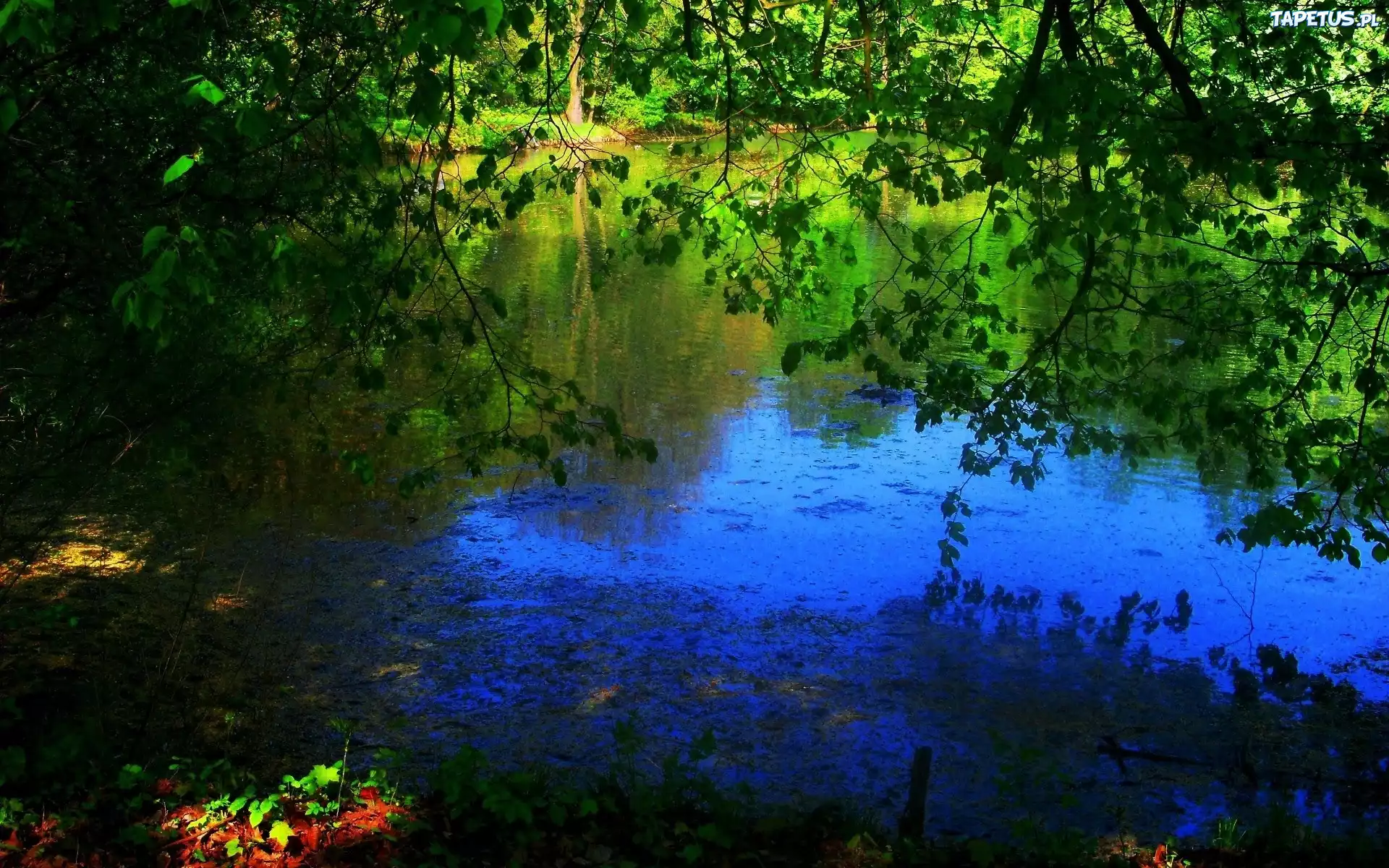 Jezioro, Drzewa