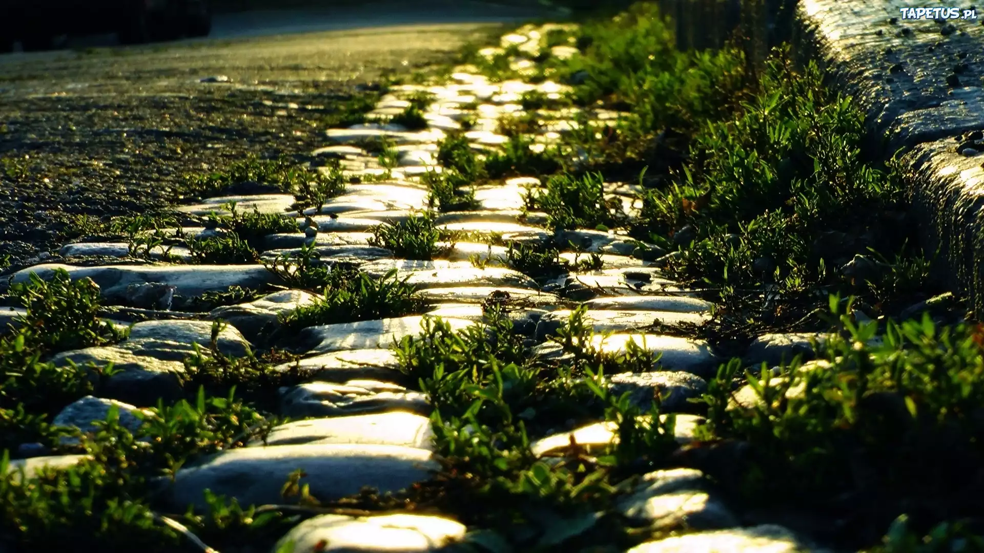 трава камни grass stones скачать