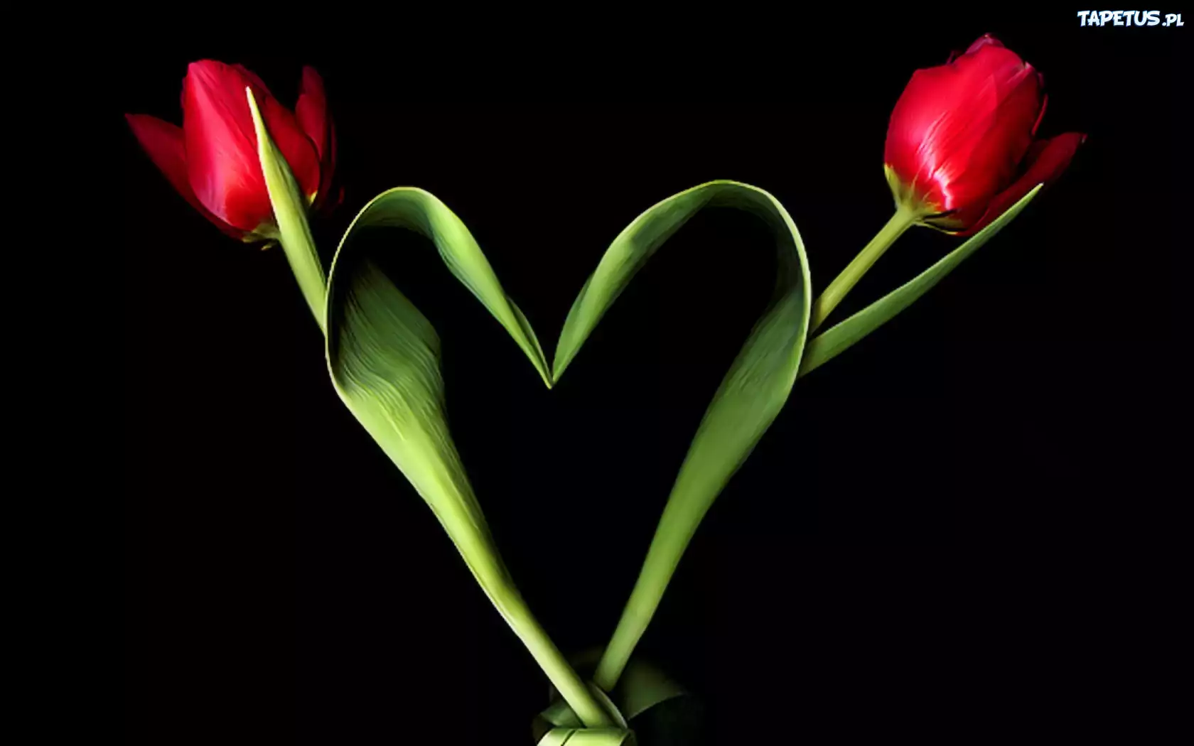 Dwa, Tulipany, Serce