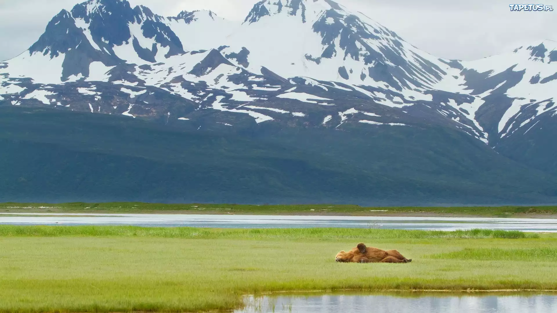 Alaskan Brown Bear Silhouetted Against Mount Katolinat, Alaska бесплатно